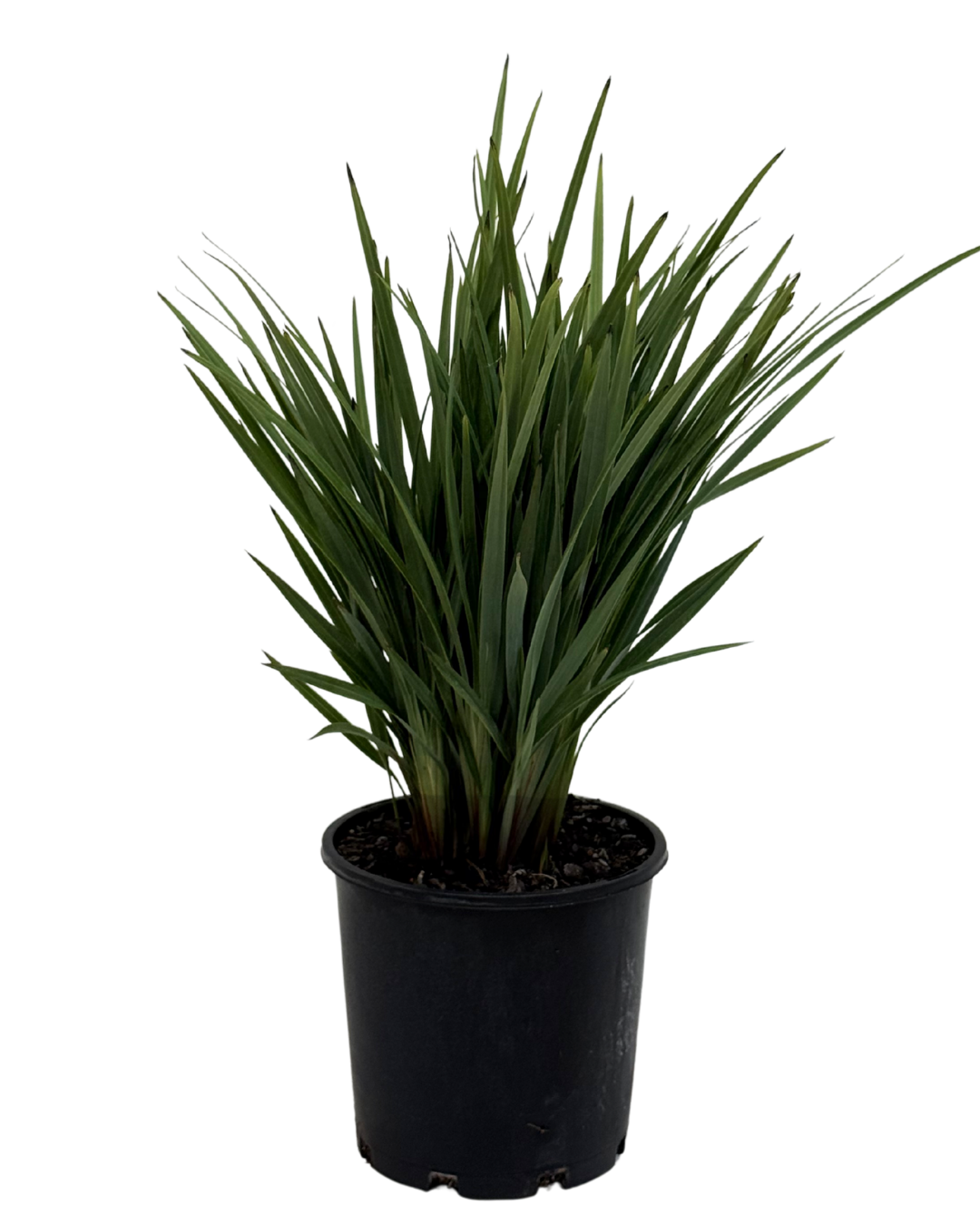 Dianella Clarity Blue