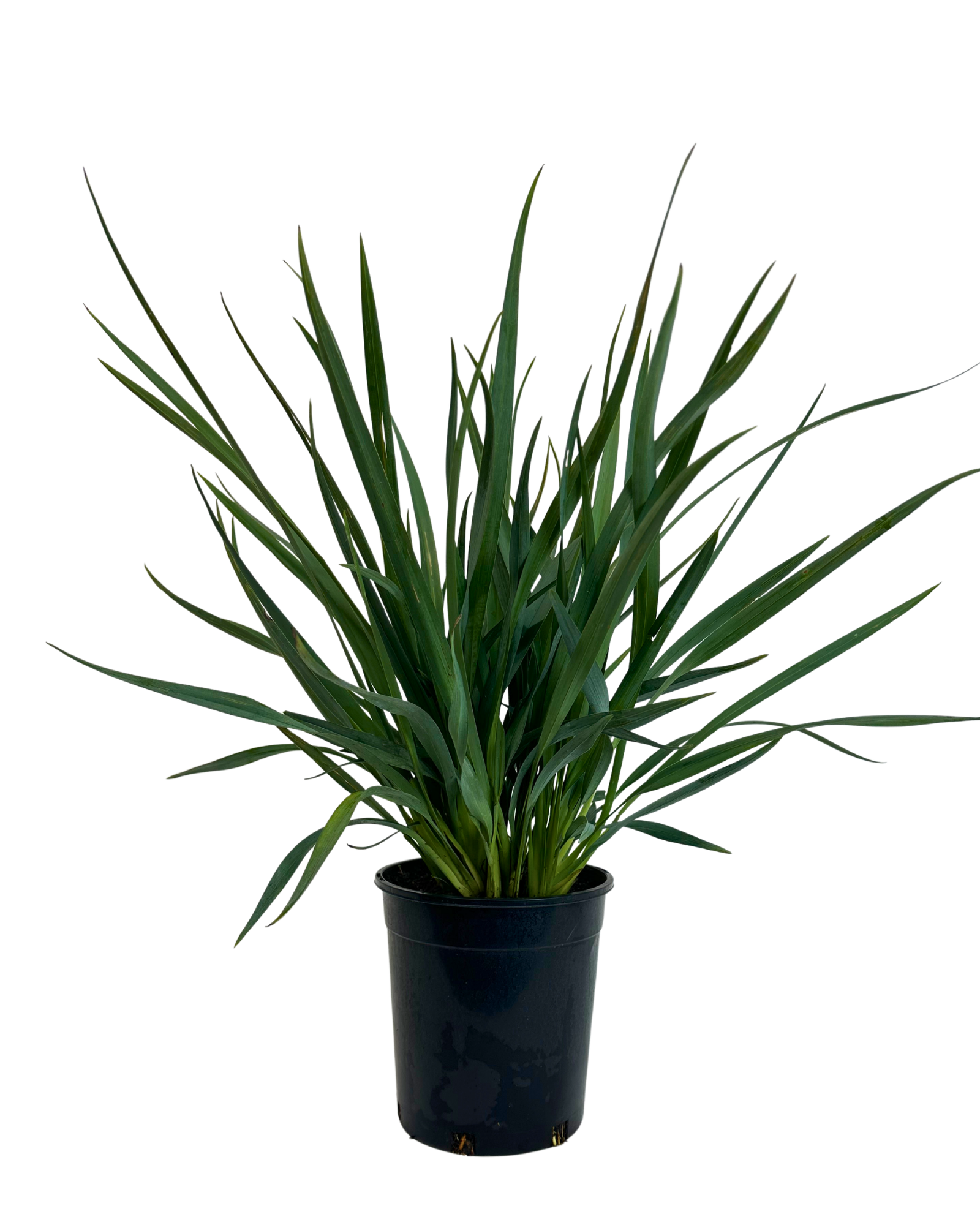 Dianella Cassa Blue