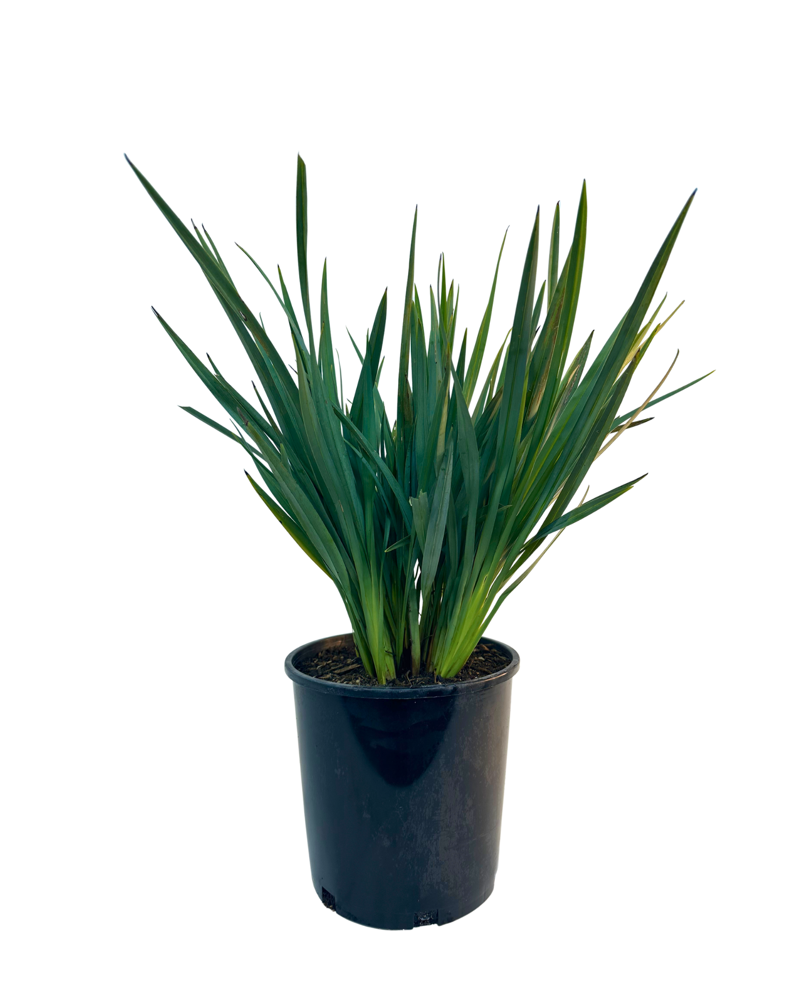 Dianella Cassa Blue