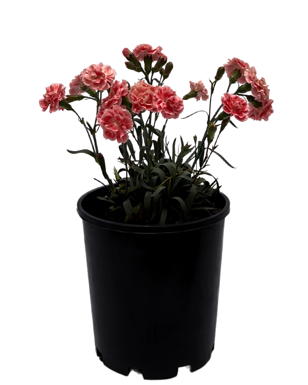 Dianthus Sugar Plum Coral