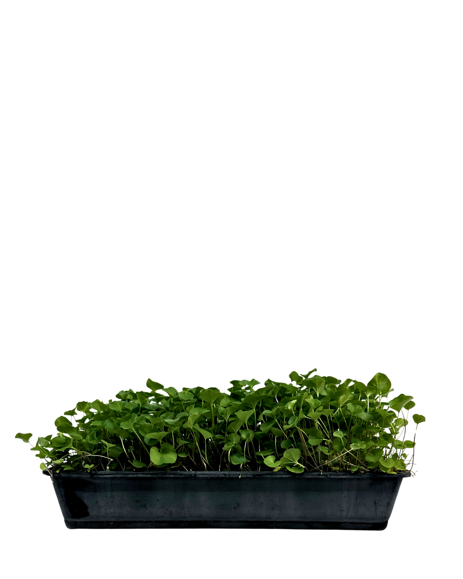 Dichondra Repens - Tray