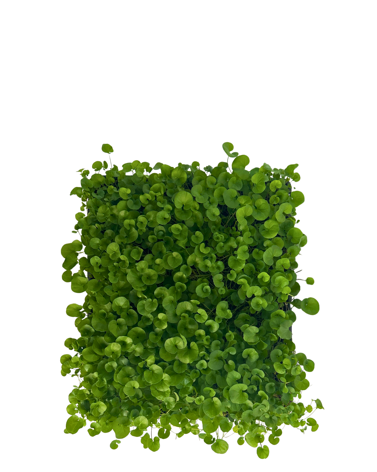 Dichondra Repens - Tray