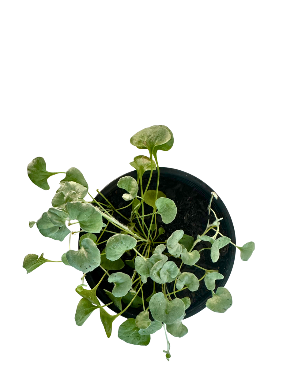 Dichondra Silver Surfer