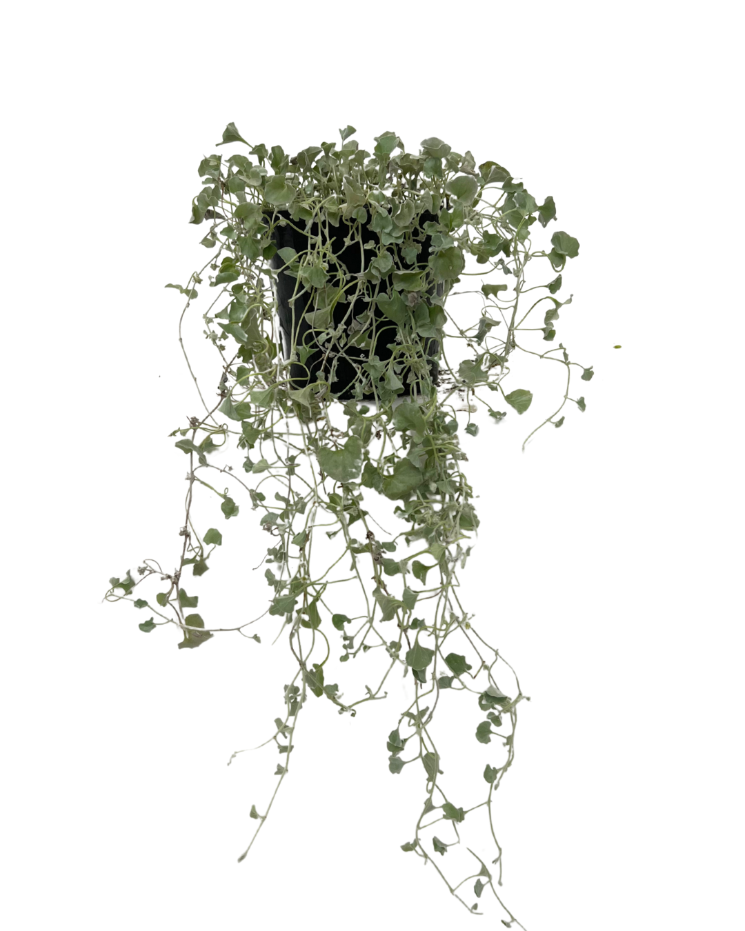 Dichondra Silver Falls