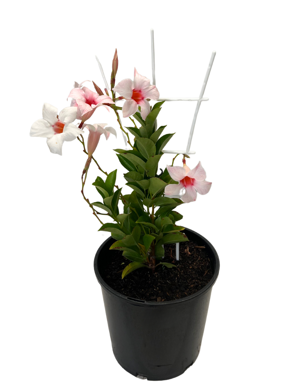 Dipladenia Appleblossom