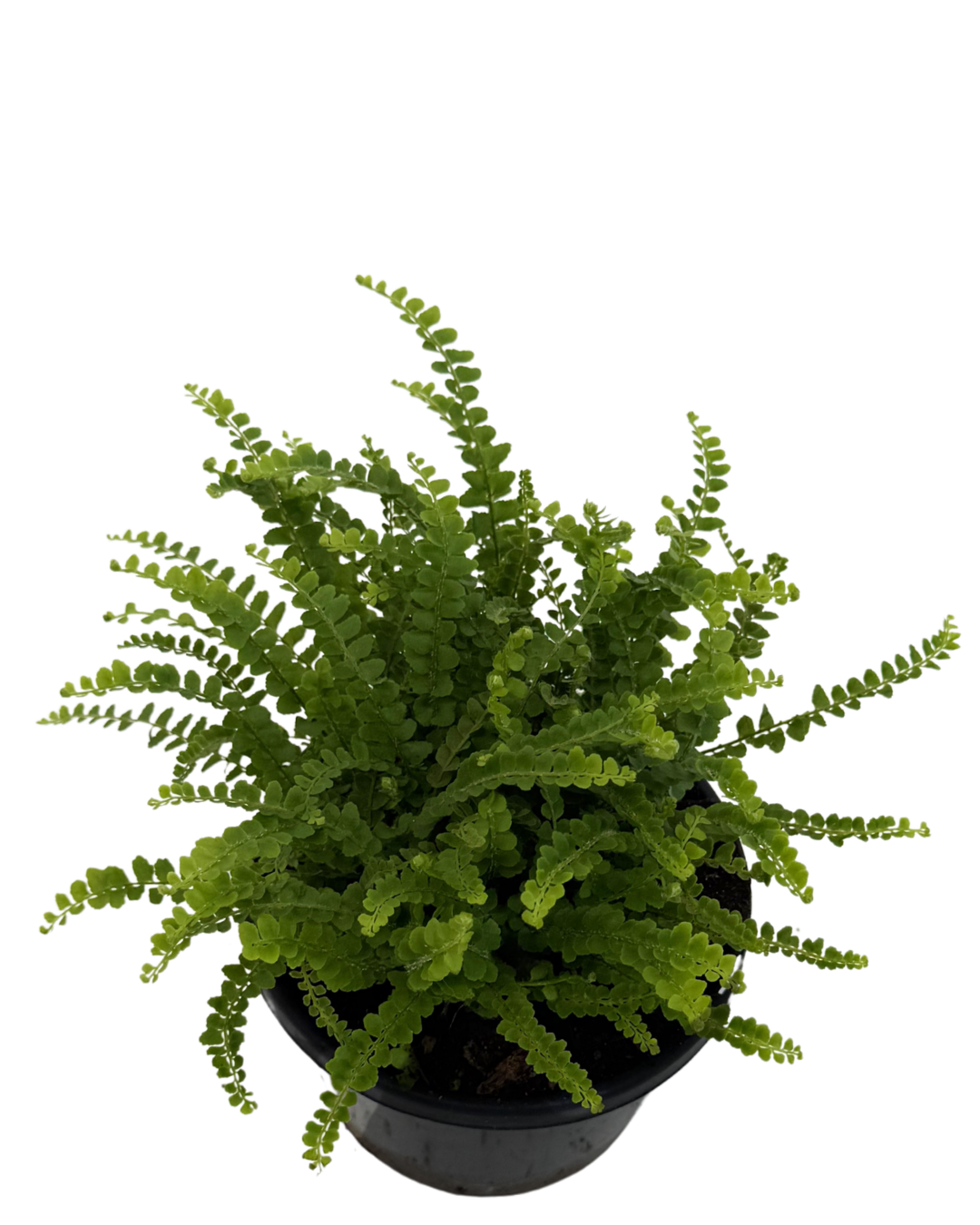 Lemon Button Fern - Nephrolepis Cordifolia Duffii