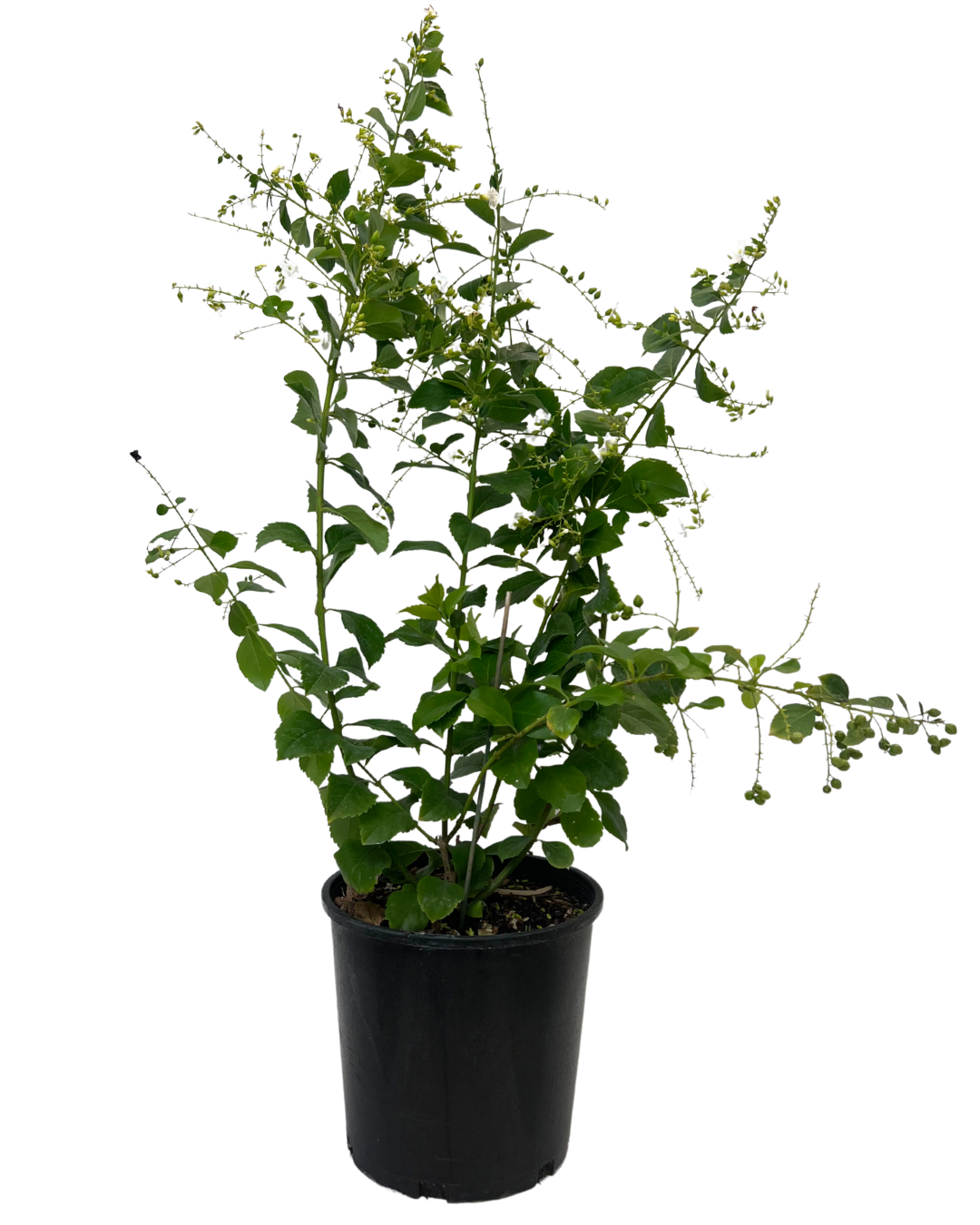 Duranta Alba
