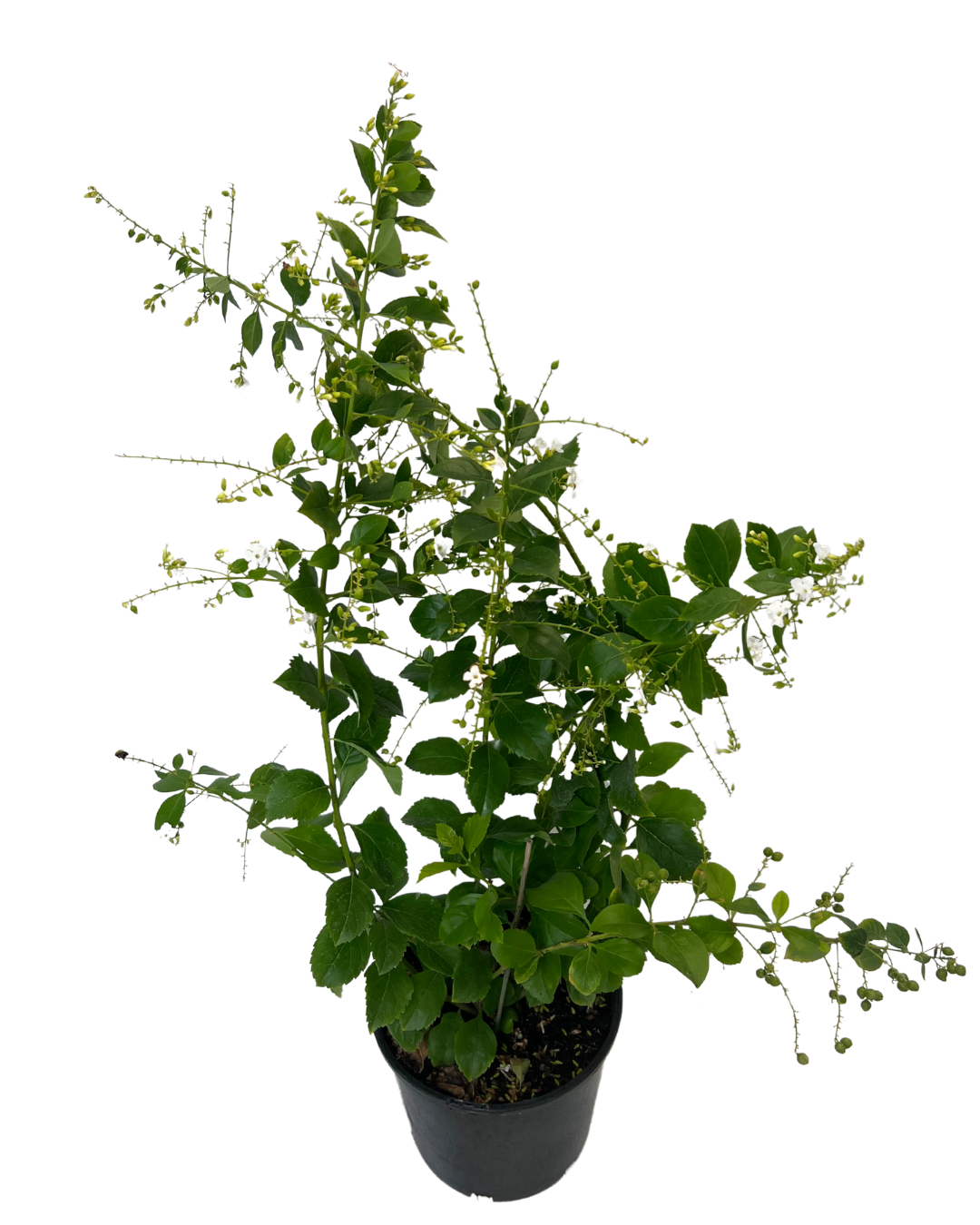 Duranta Alba