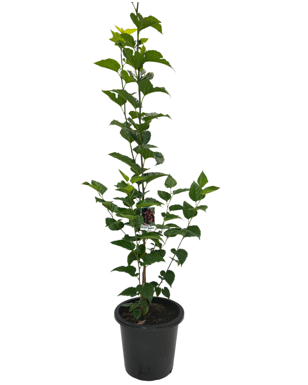 Mulberry Majestic Dwarf