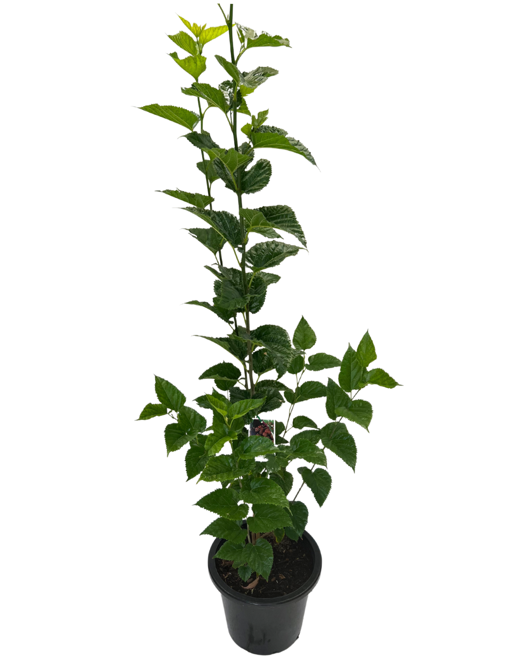 Mulberry Majestic Dwarf