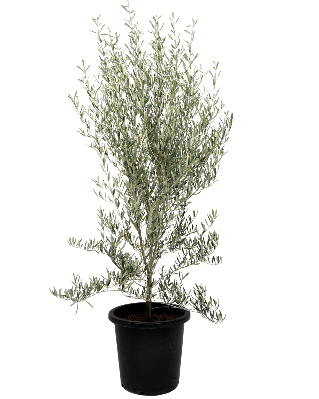 Olive - Olea Peace Dwarf