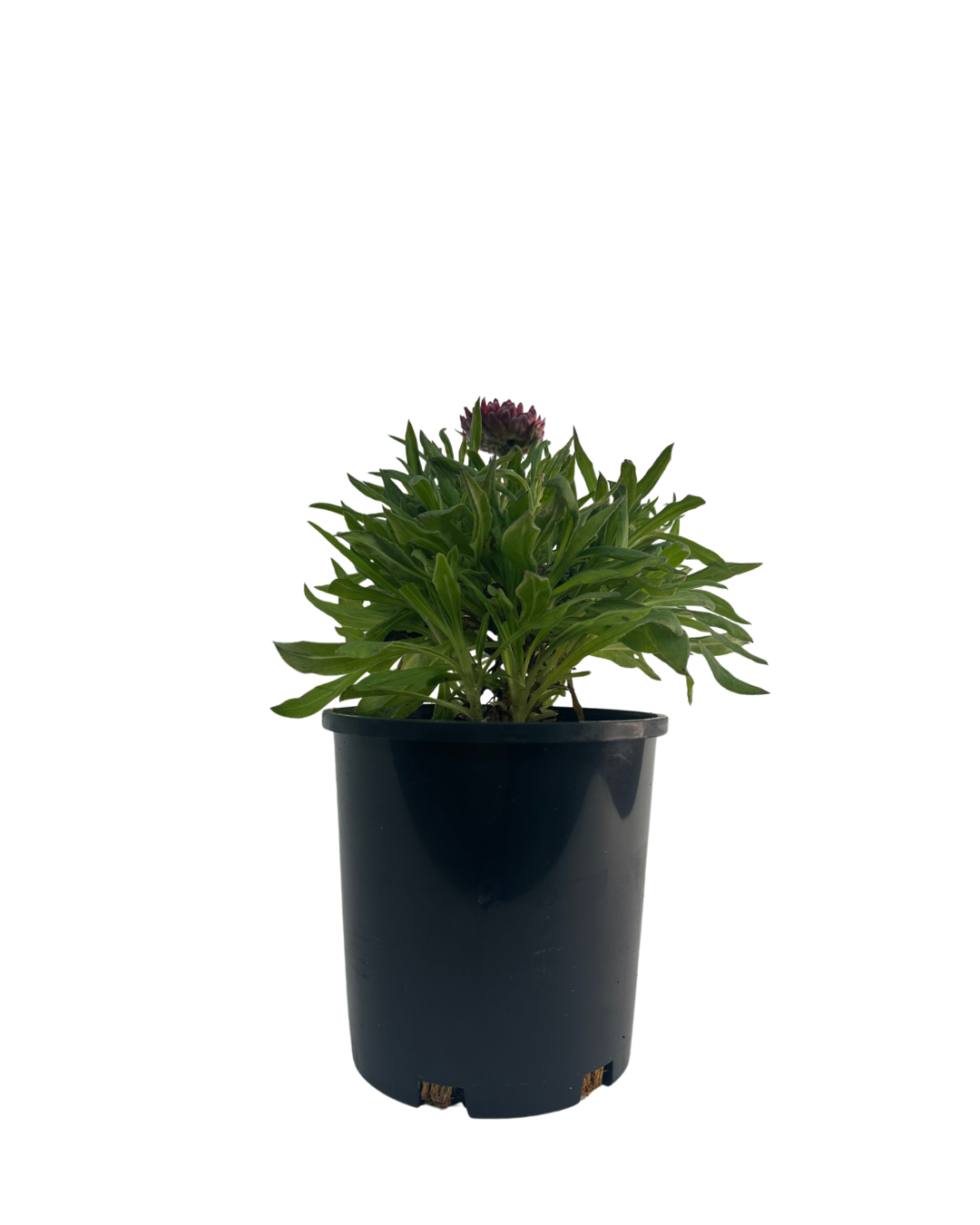 Bracteantha Red Ember