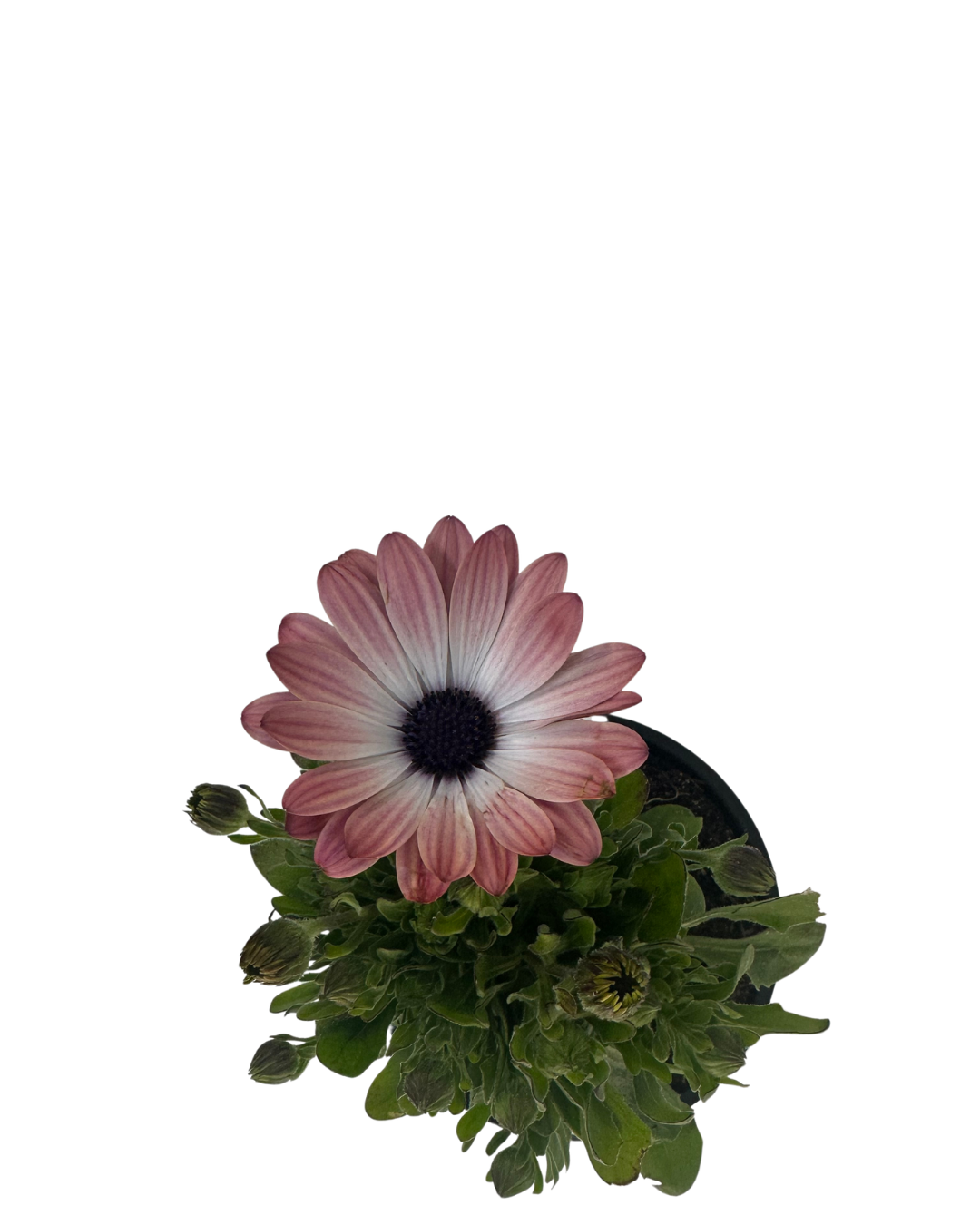 African Daisy - Osteospermum Pink Magic