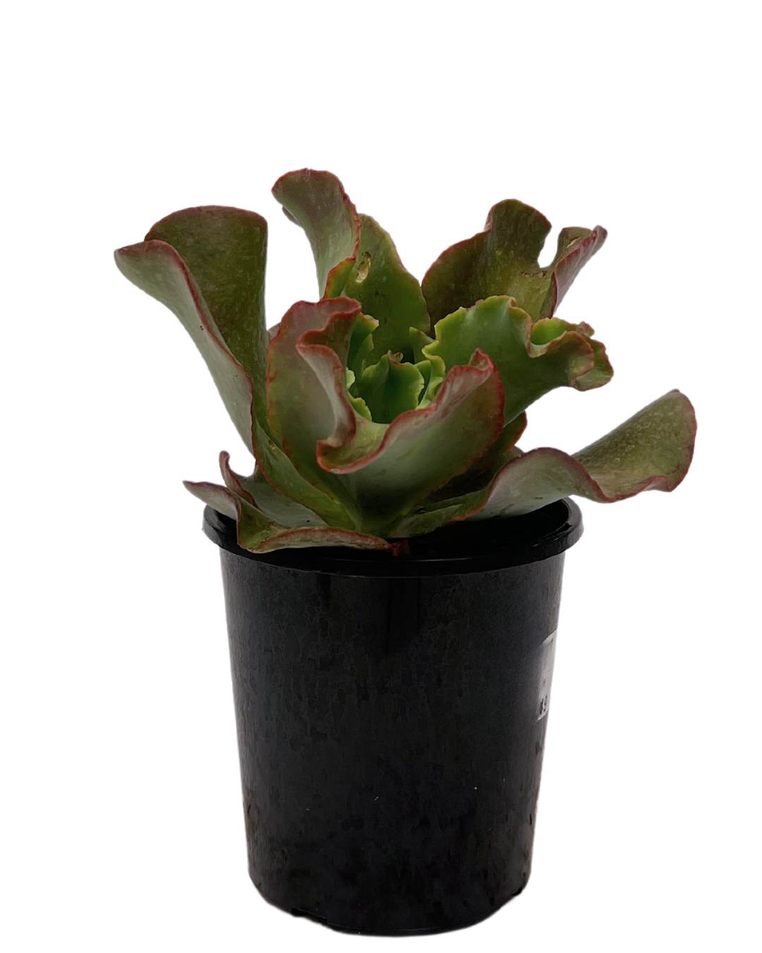 zorro succulent Echeveria Zorro | Succulent Perth