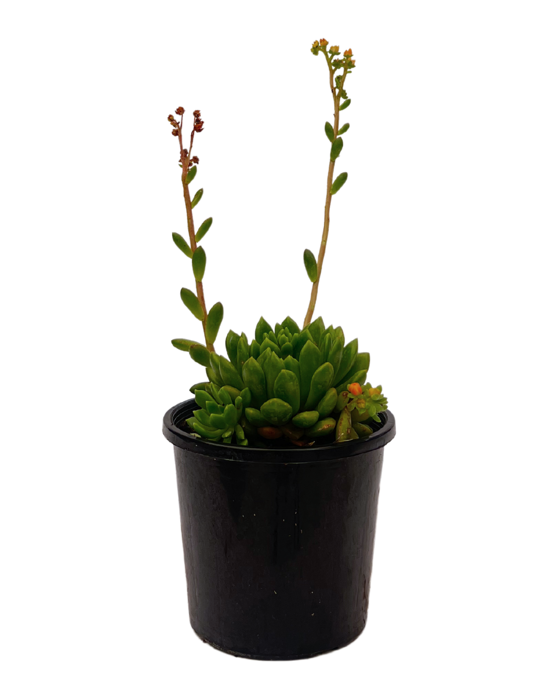 emerald ripple succulent Echeveria Emerald Ripple | Succulent Perth