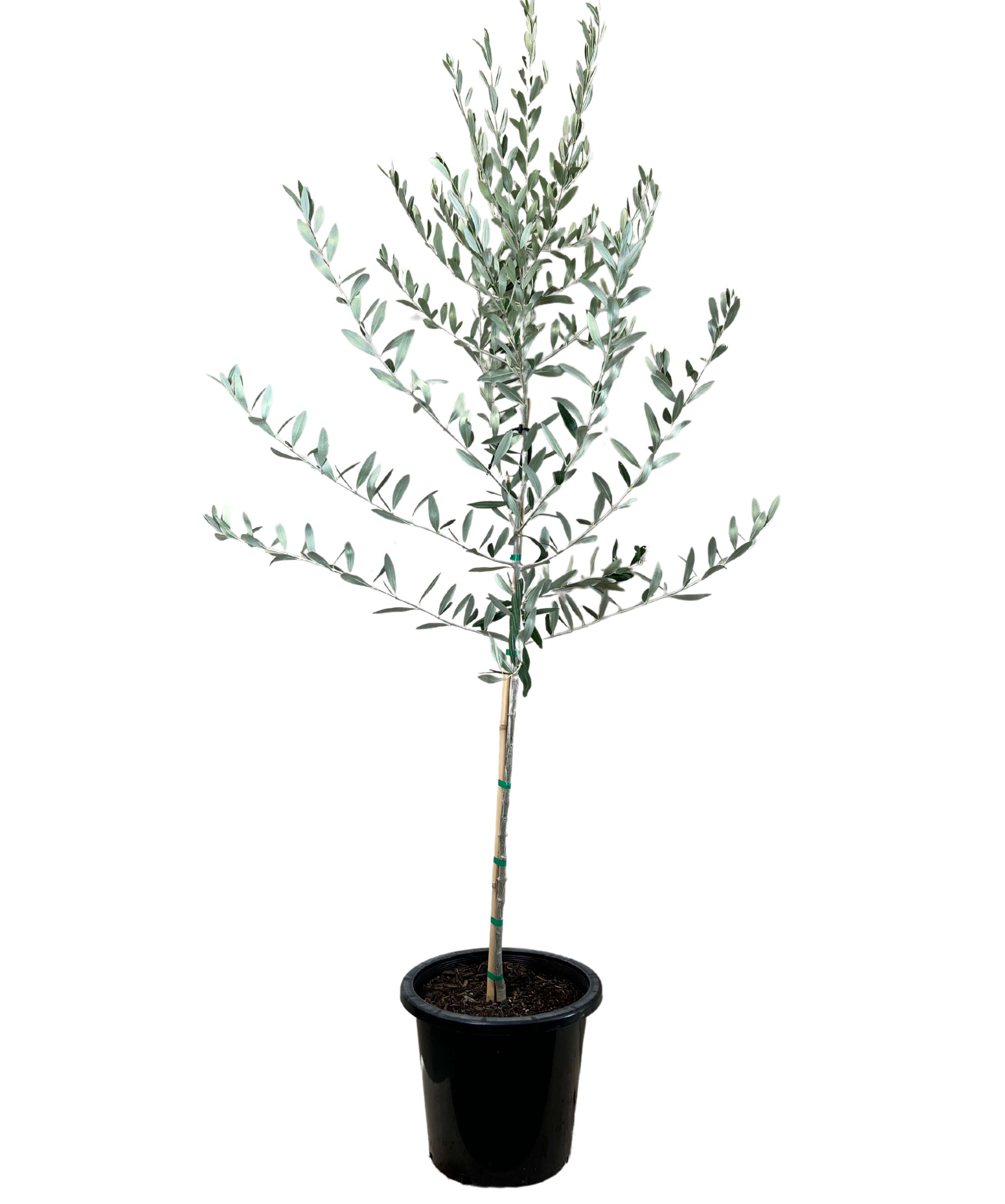 Olive - Olea Europaea Mission