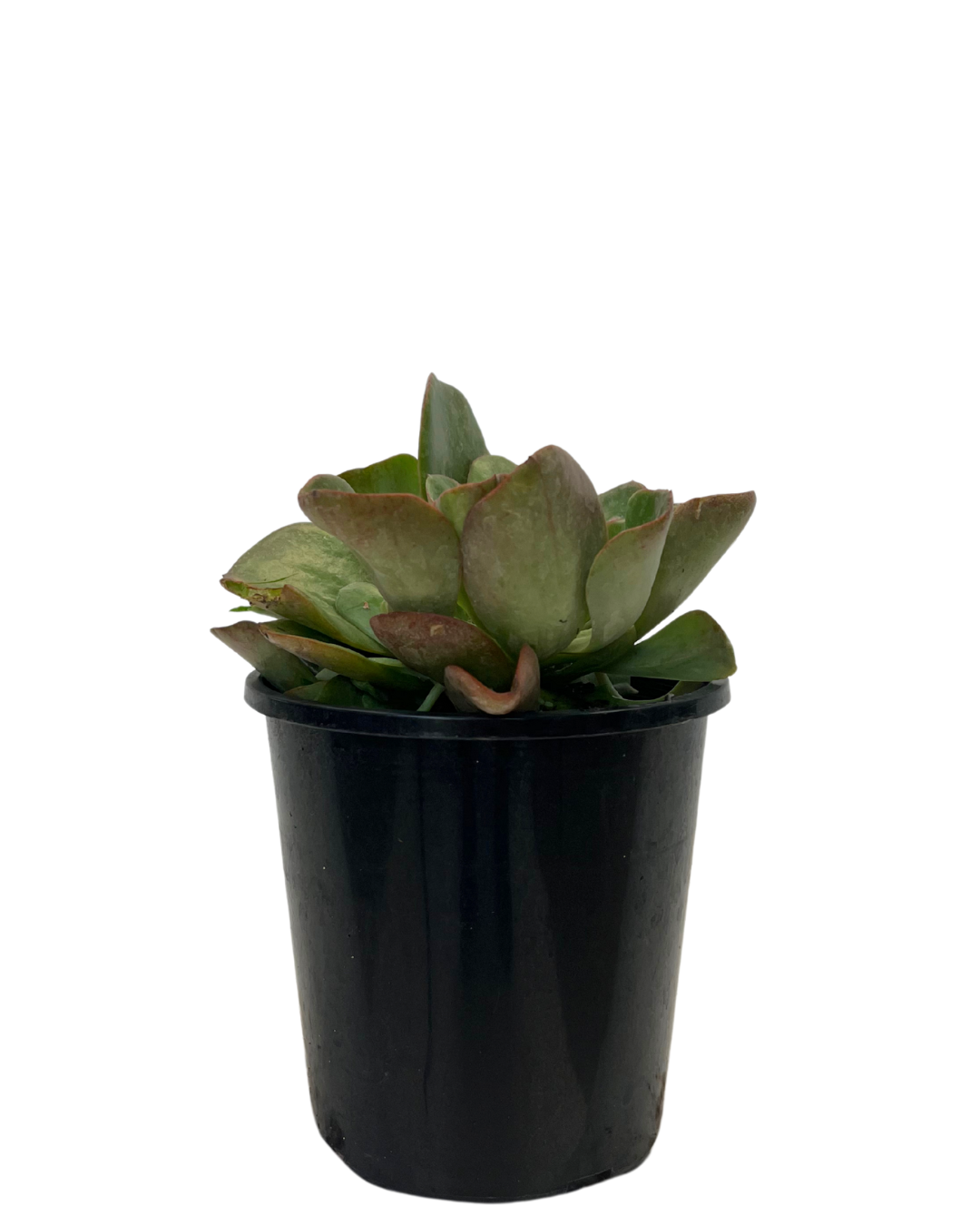 Echeveria Baron Bold