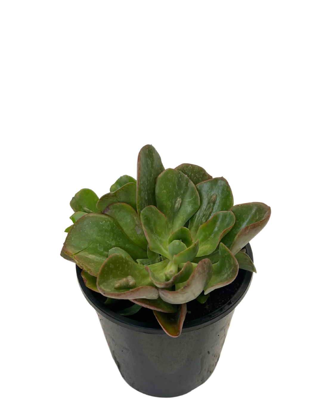 Echeveria Baron Bold