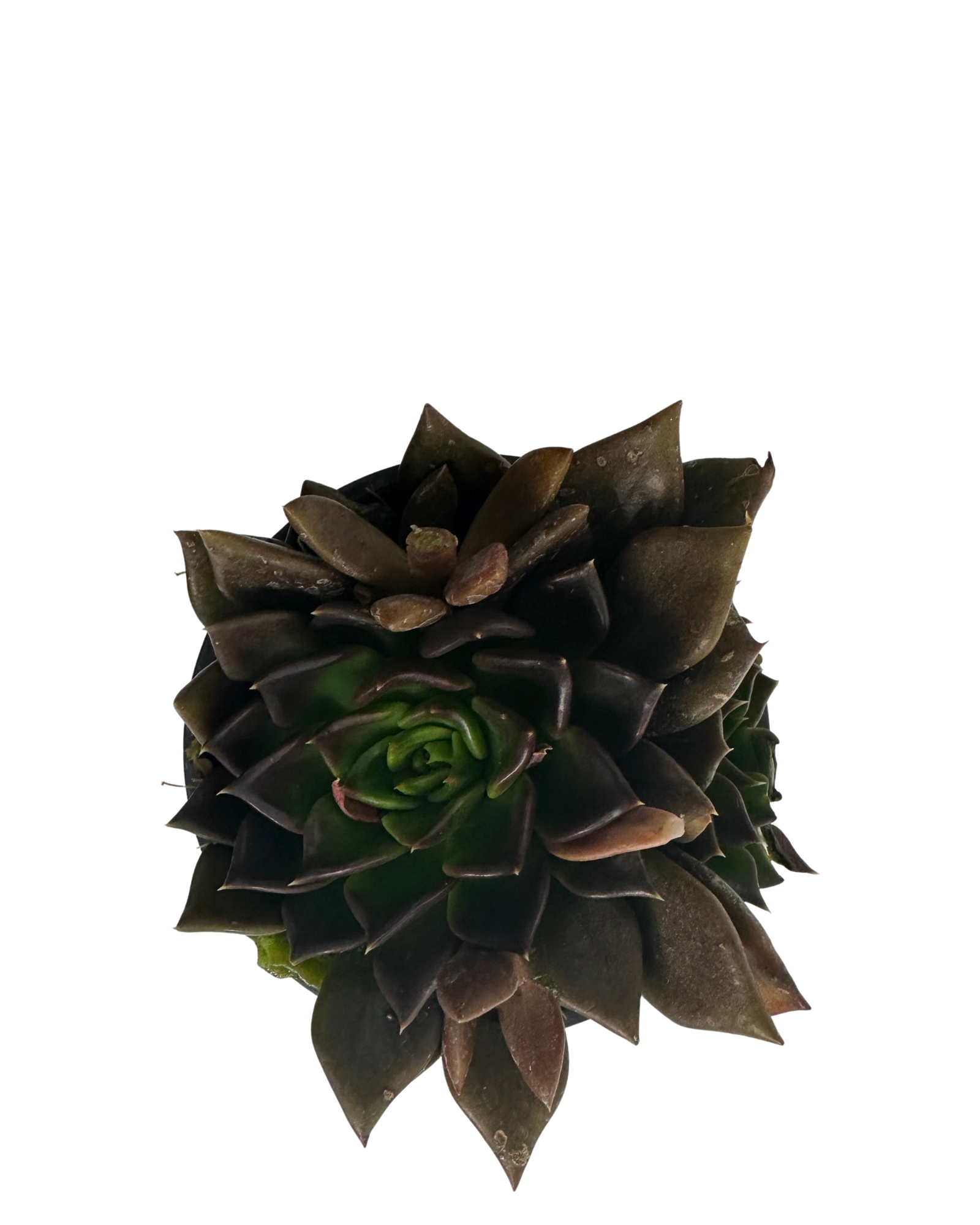 Echeveria Black Prince