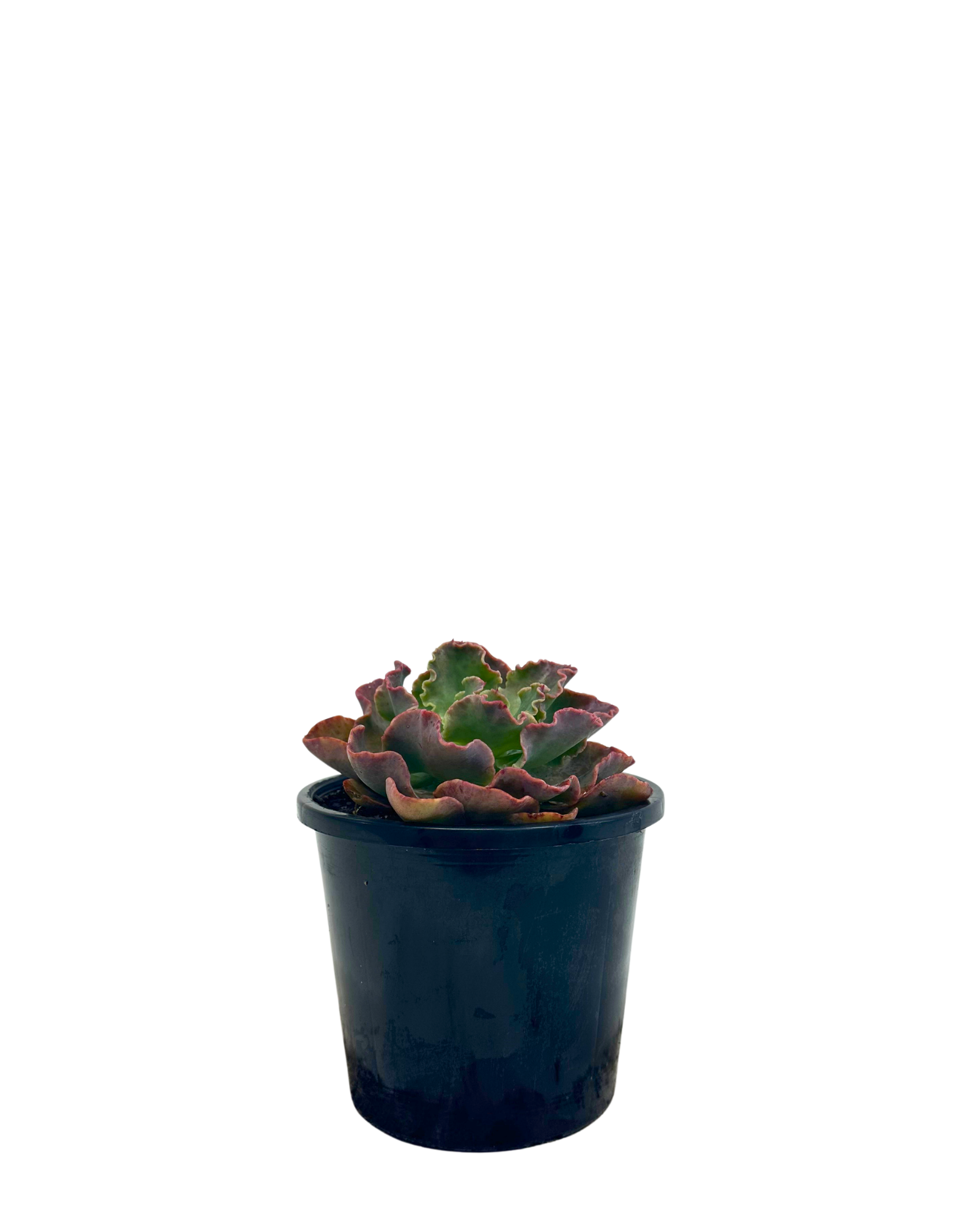 Echeveria Blue Curls