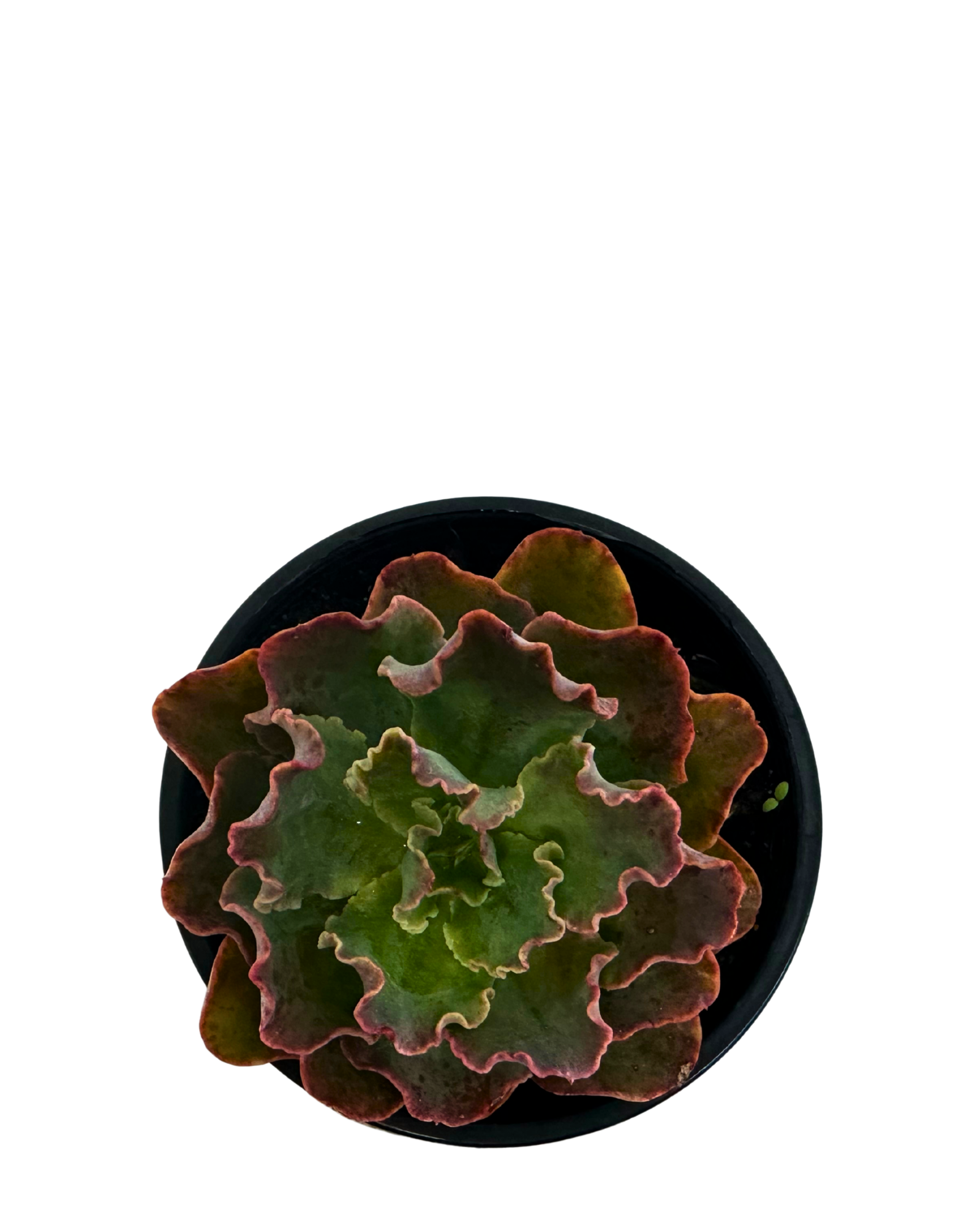 Echeveria Blue Curls