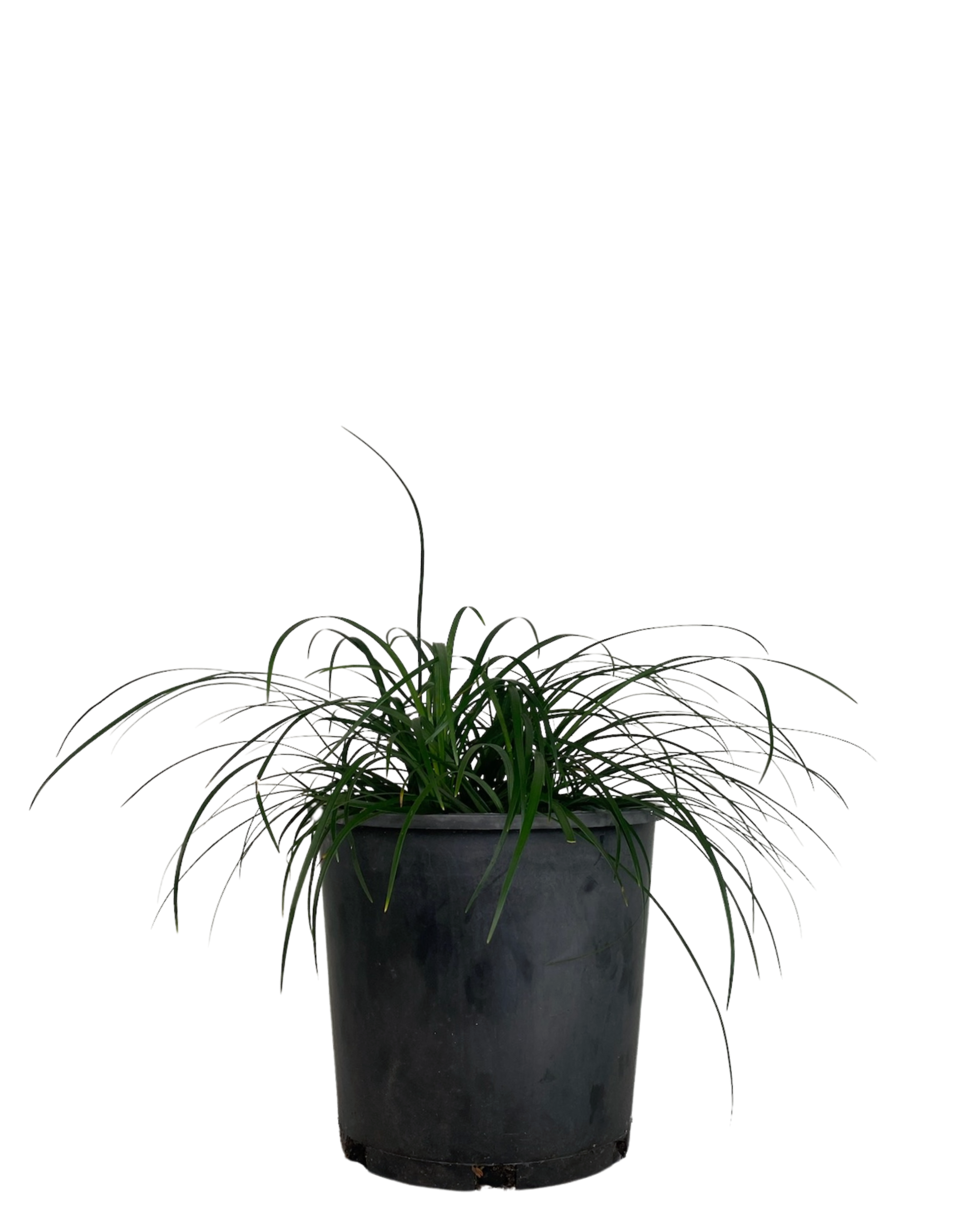 Liriope Emerald Cascade