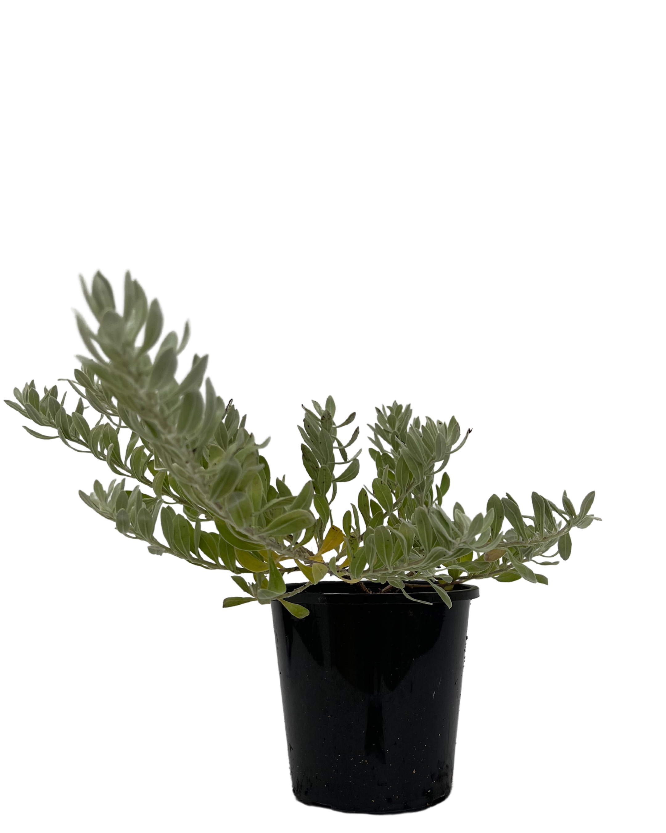 Emu Bush - Eremophila Blue Horizon