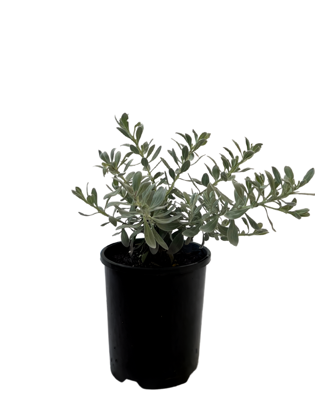 Eremophila Glabra - Blue Horizon