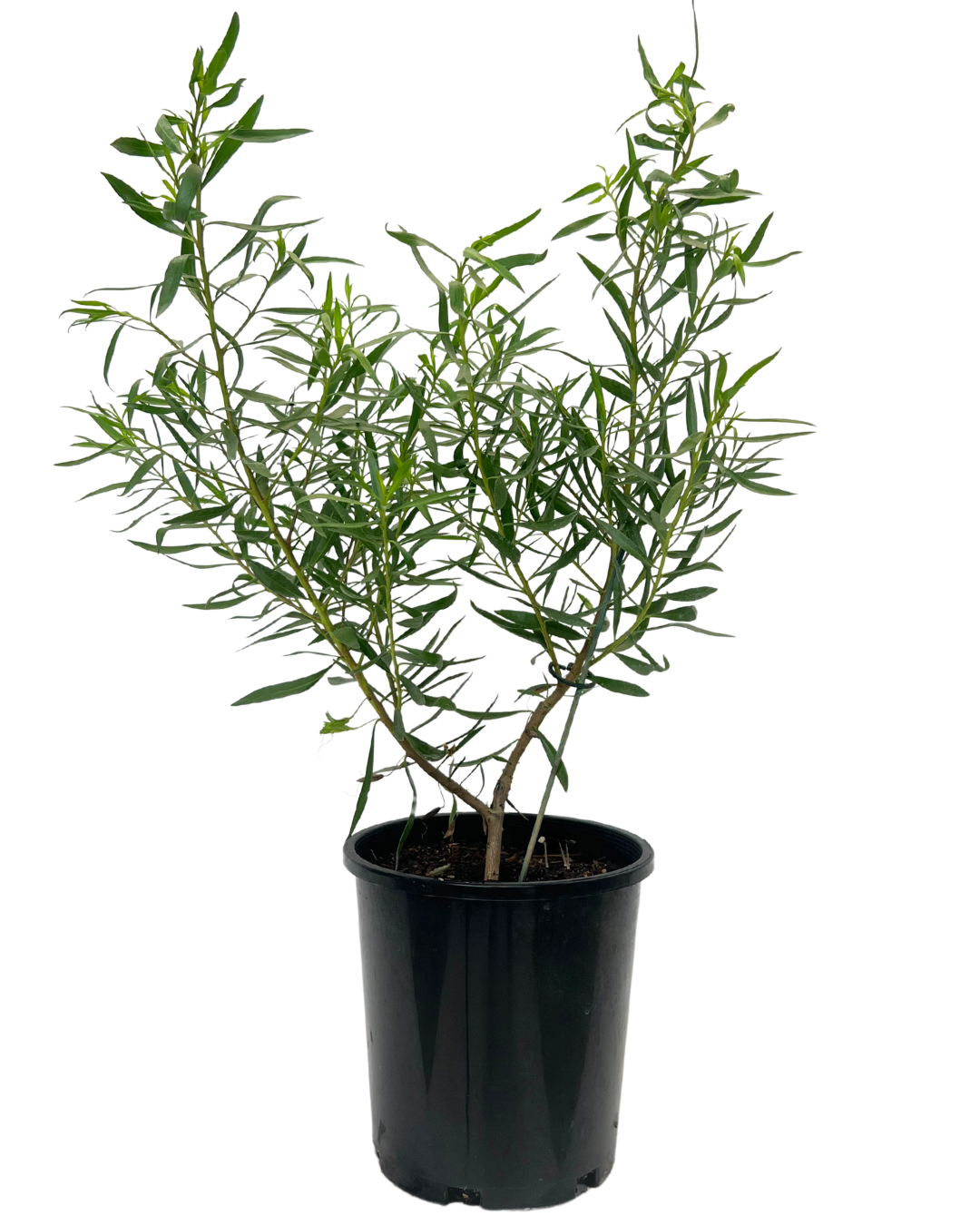 Eremophila Mac Silver