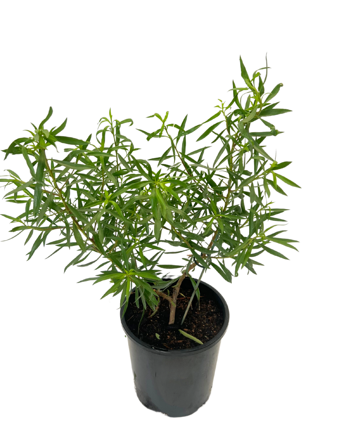 Eremophila Mac Silver