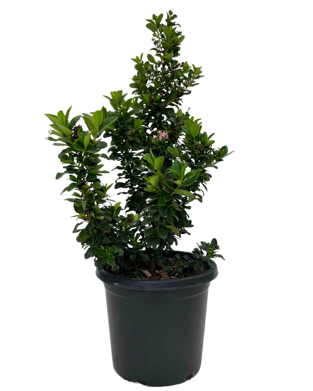 Escallonia Pink Elle