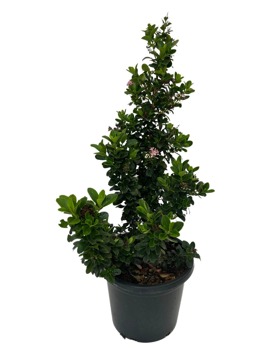 Escallonia Pink Elle