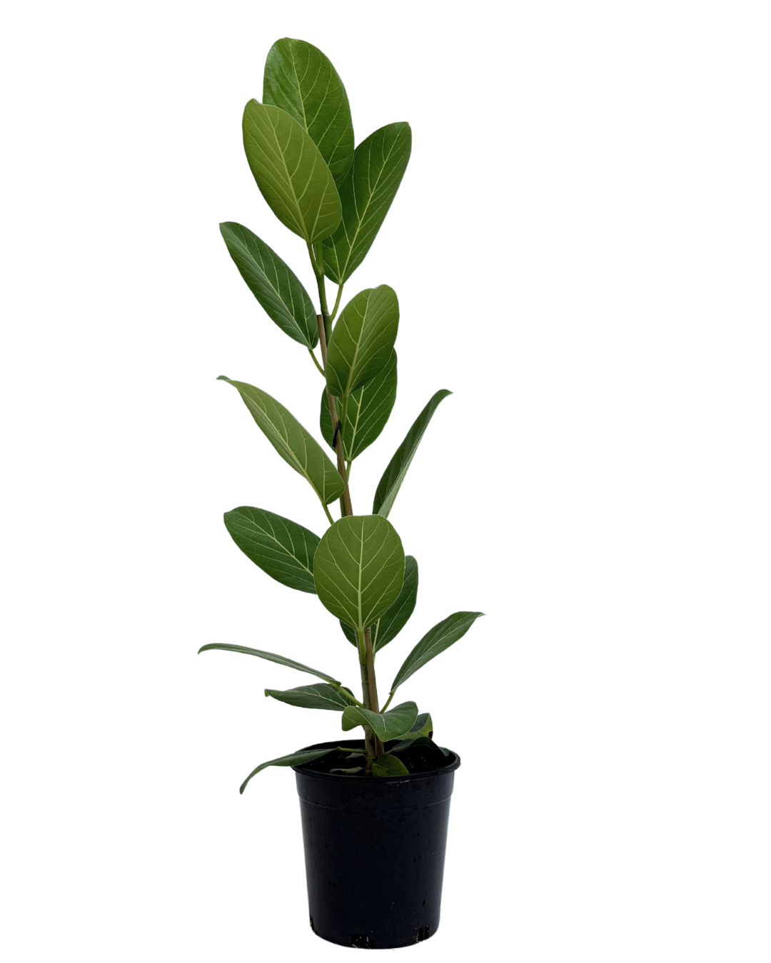 Ficus Audrey
