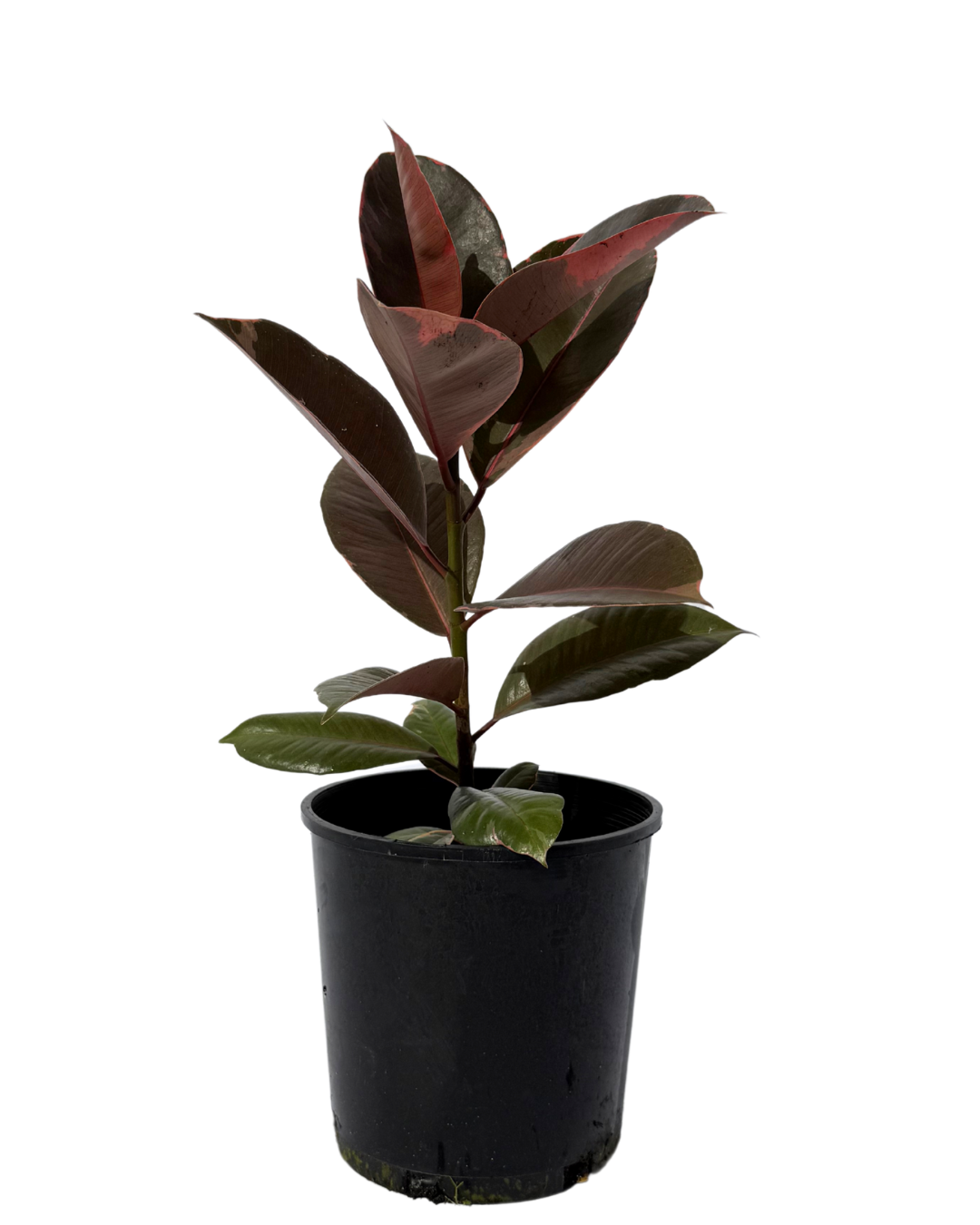 Ficus Ruby