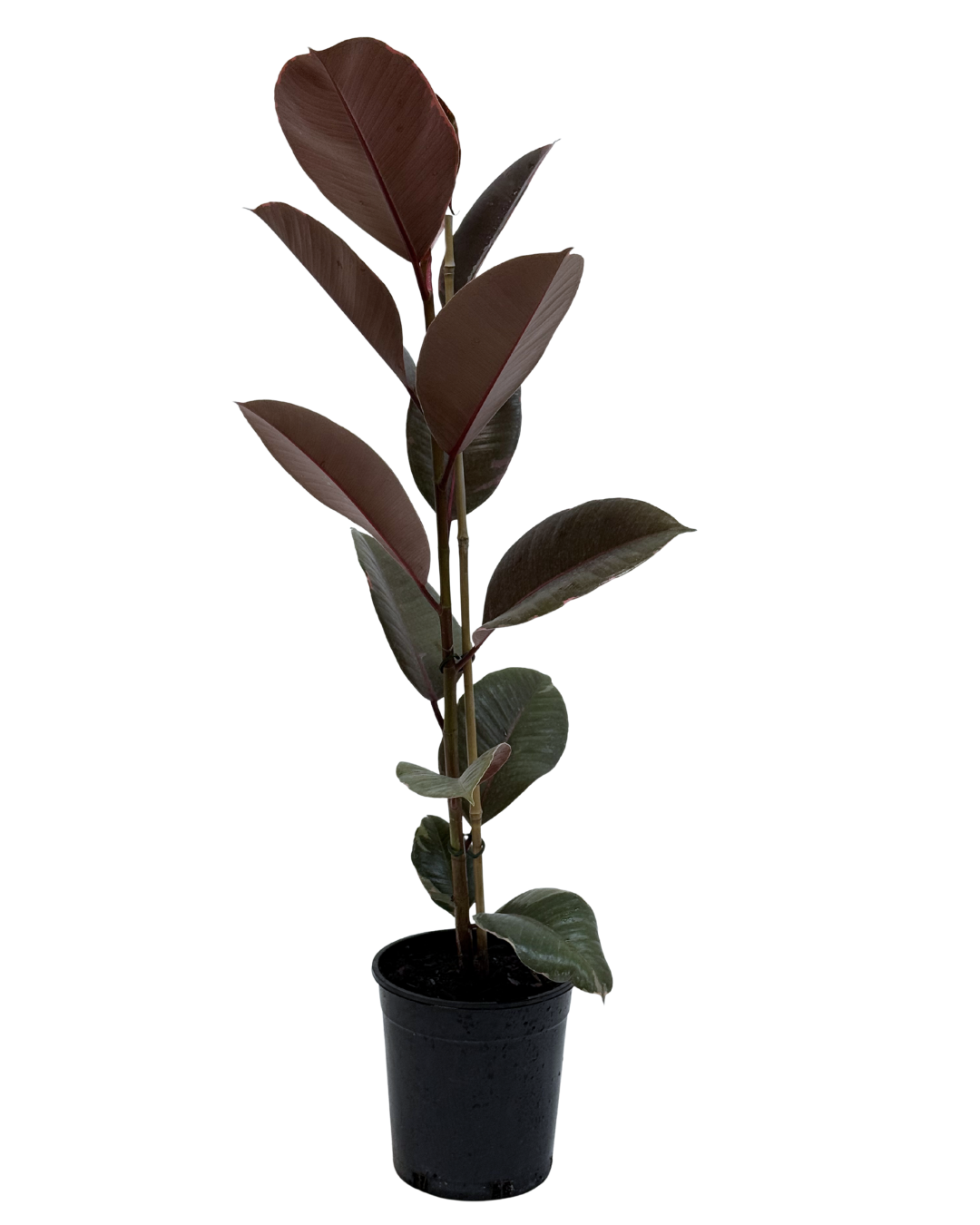 Ficus Ruby