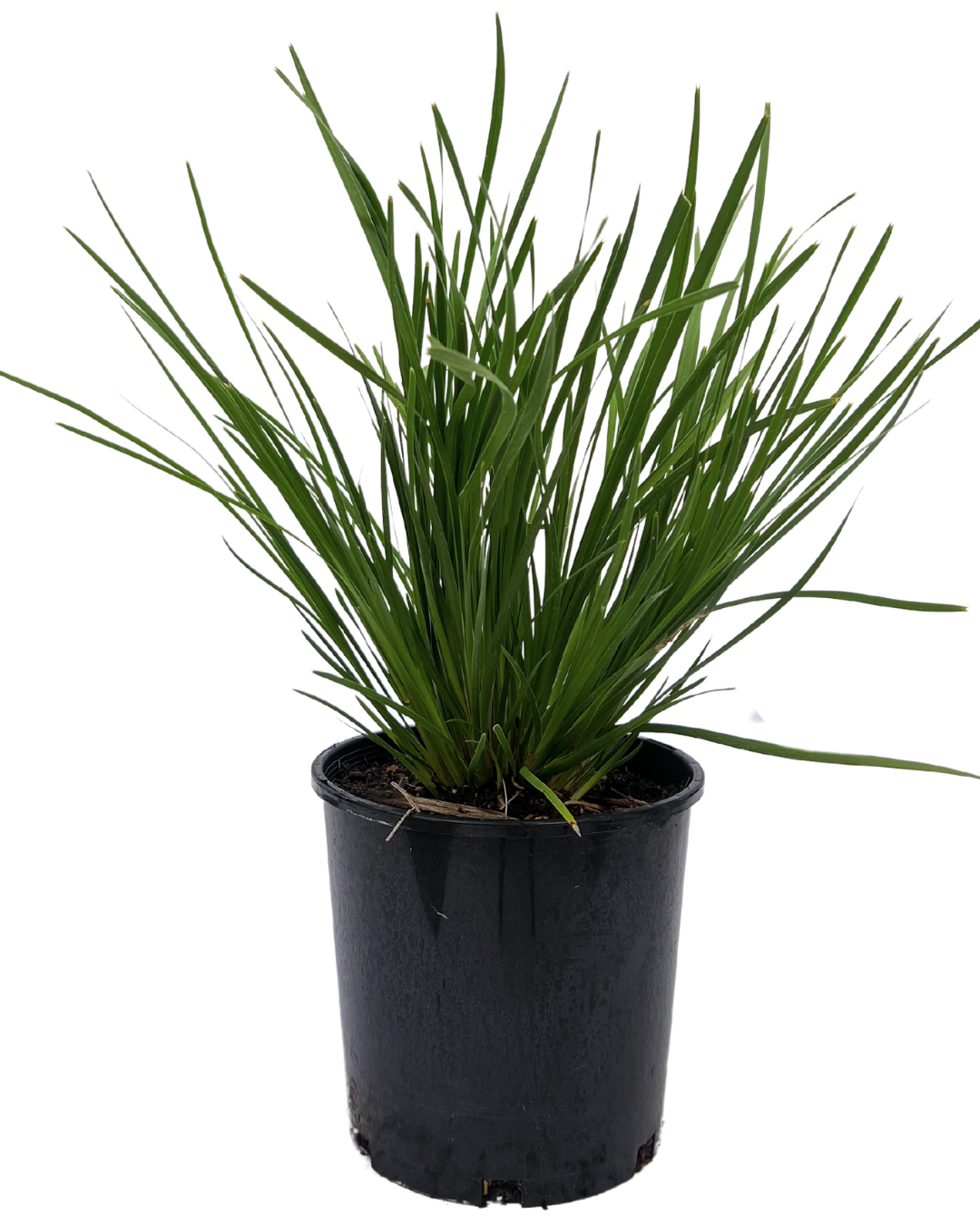 Lomandra Fine and Dandy