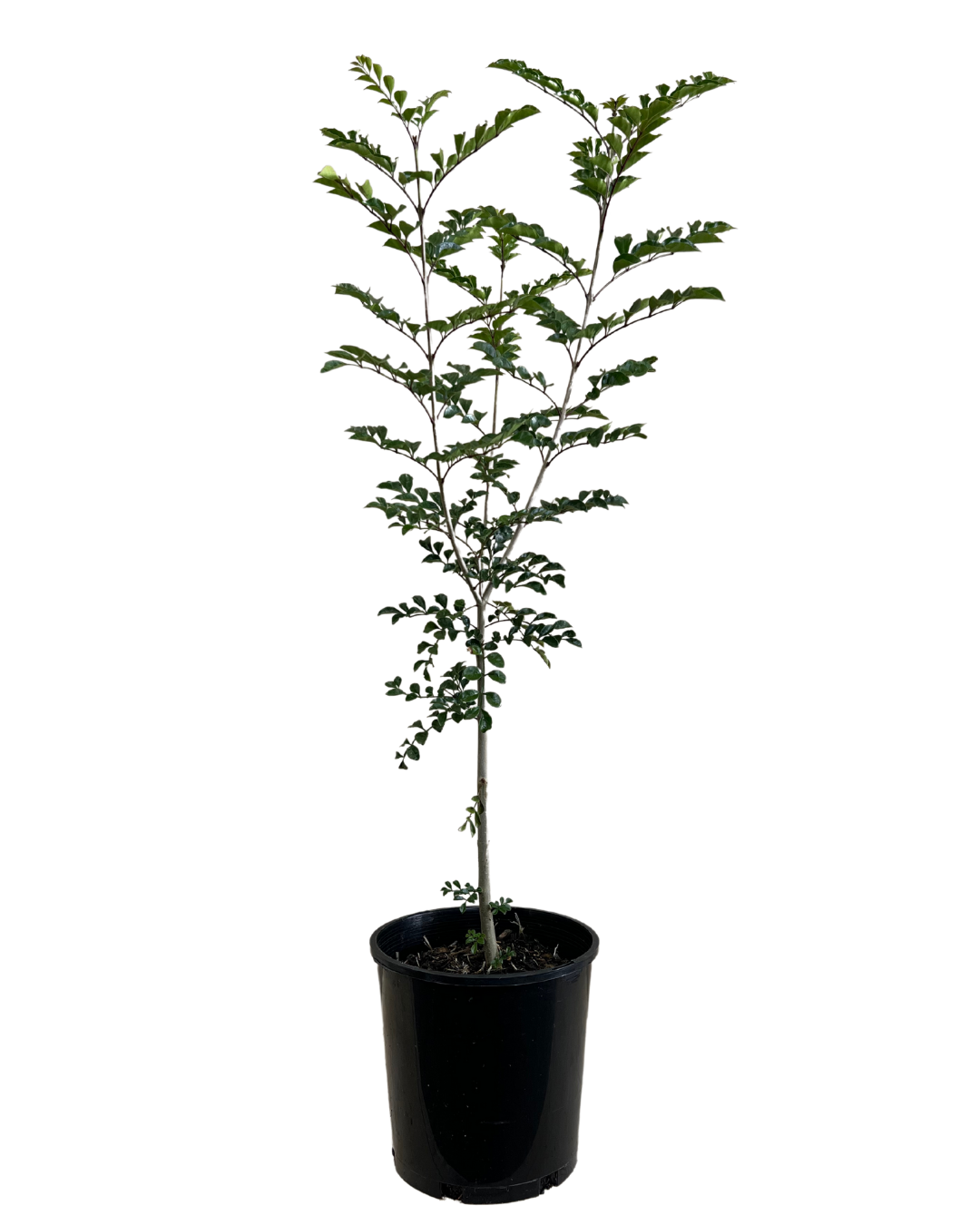 Griffiths Ash - Fraxinus Griffithii