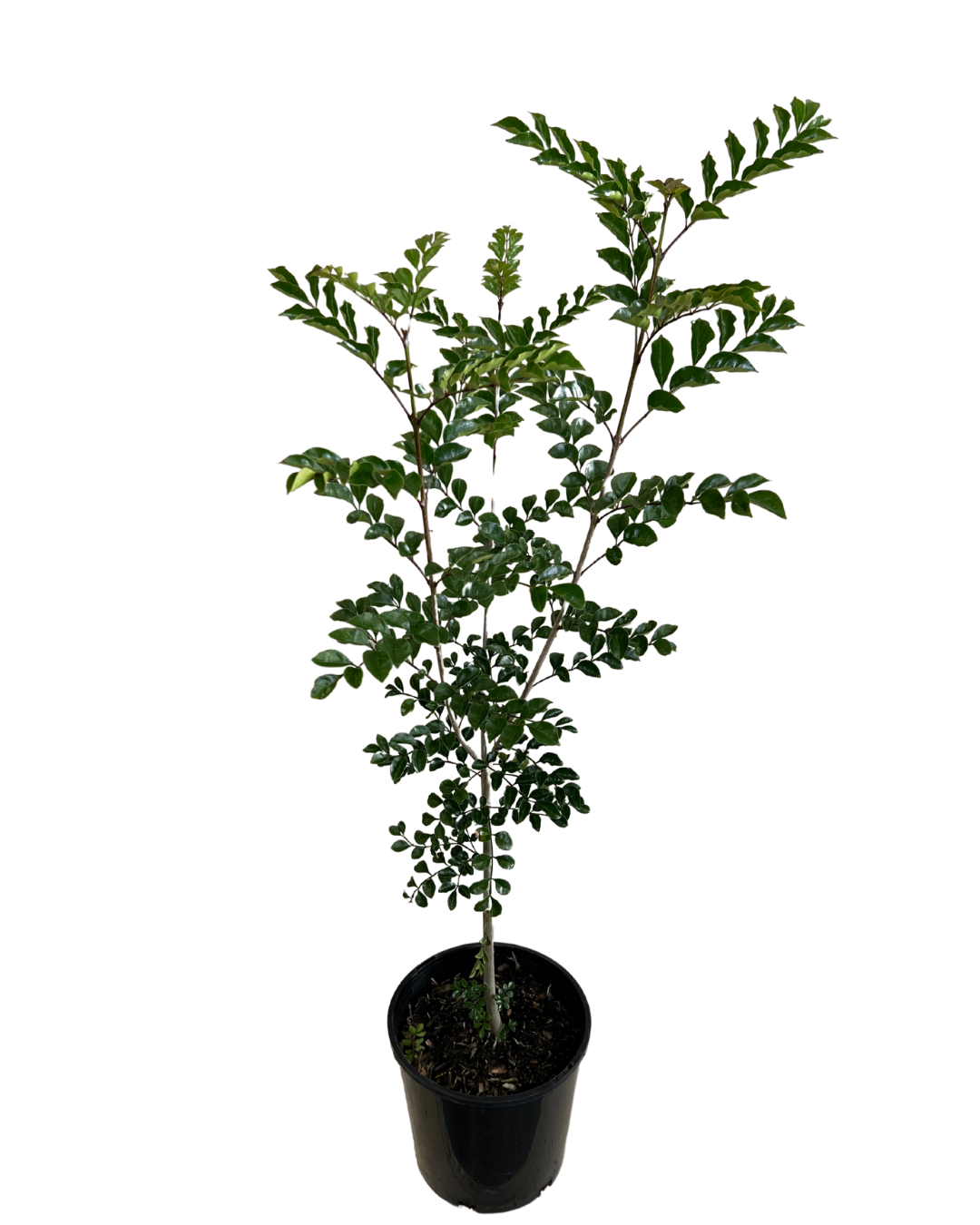 Griffiths Ash - Fraxinus Griffithii