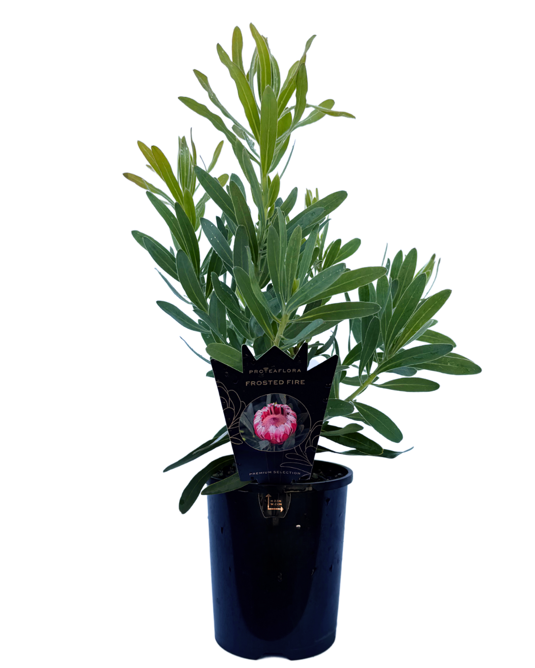Protea Frosted Fire