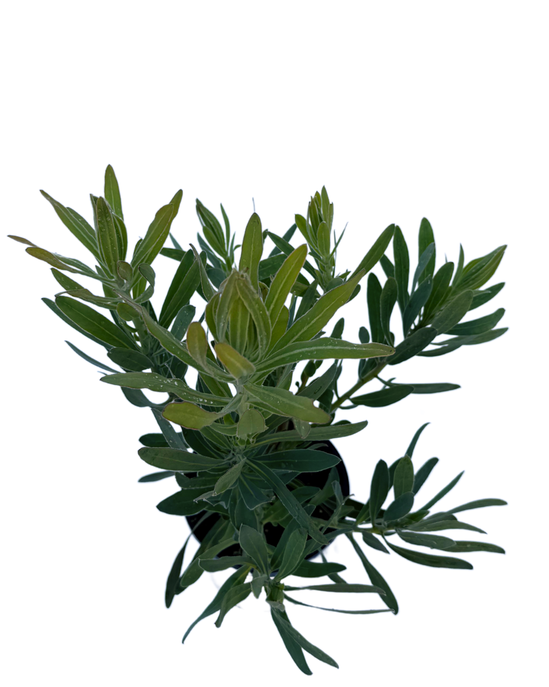 Protea Frosted Fire