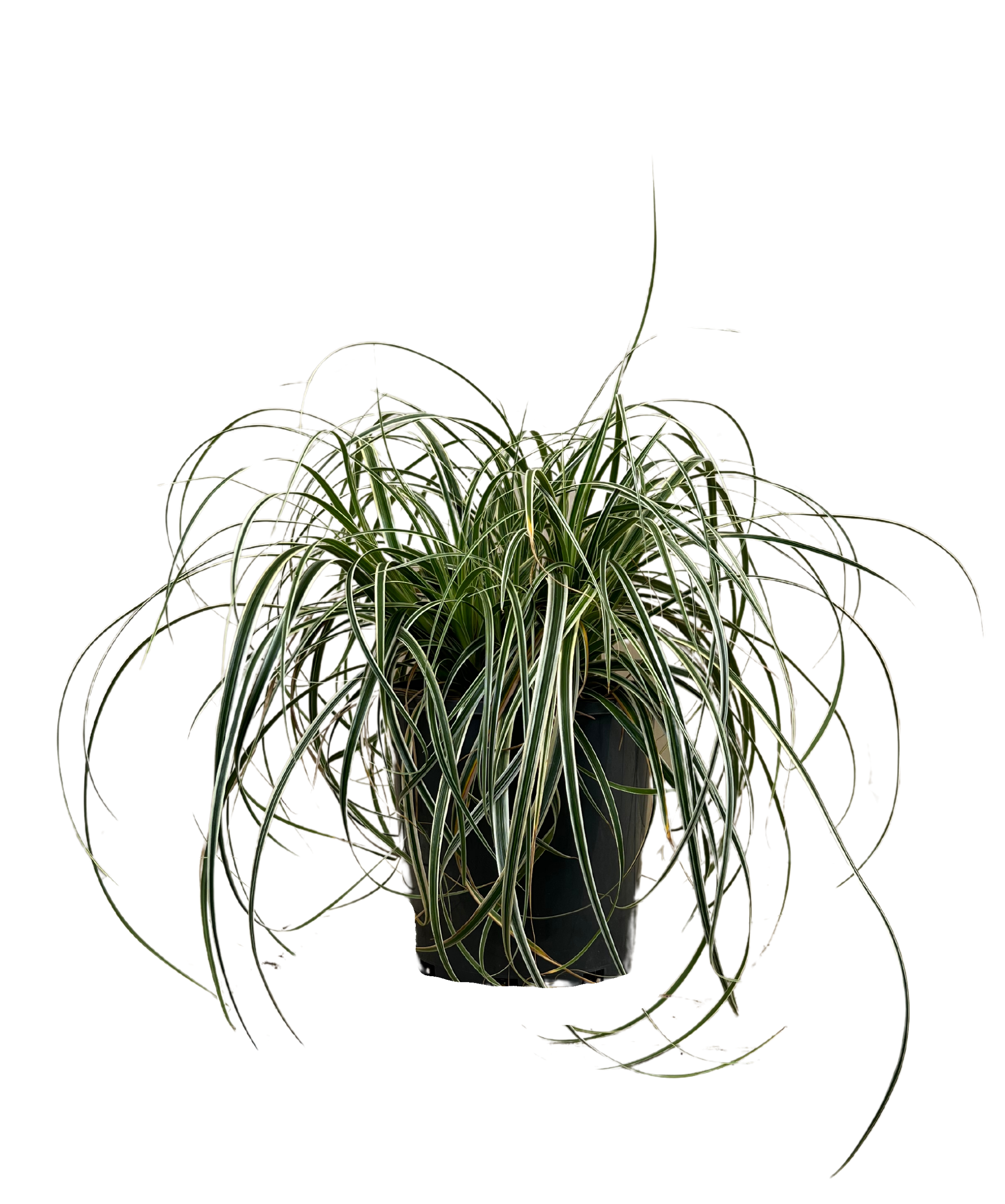 Carex Feather Falls