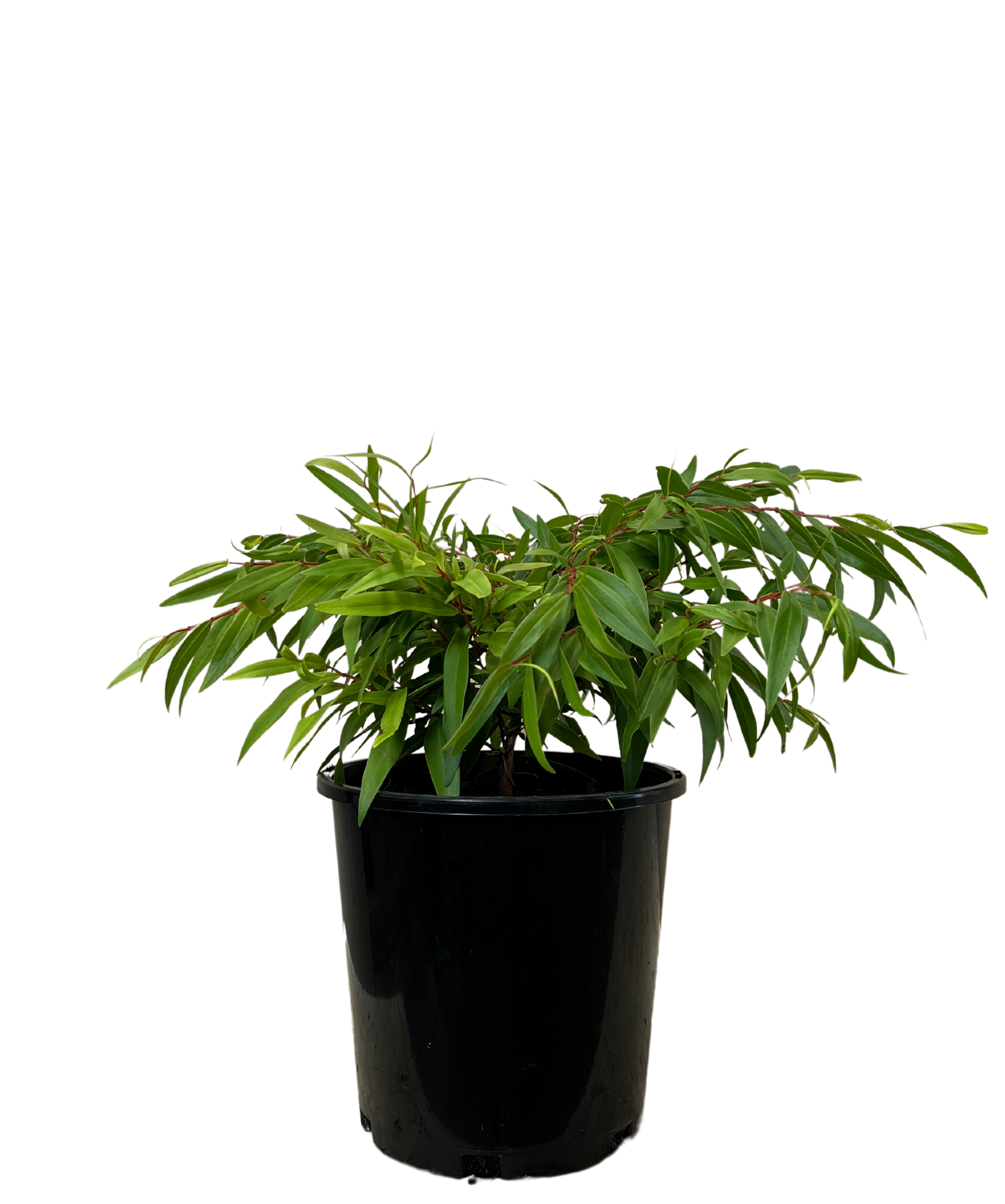 Agonis Flexuosa Nana