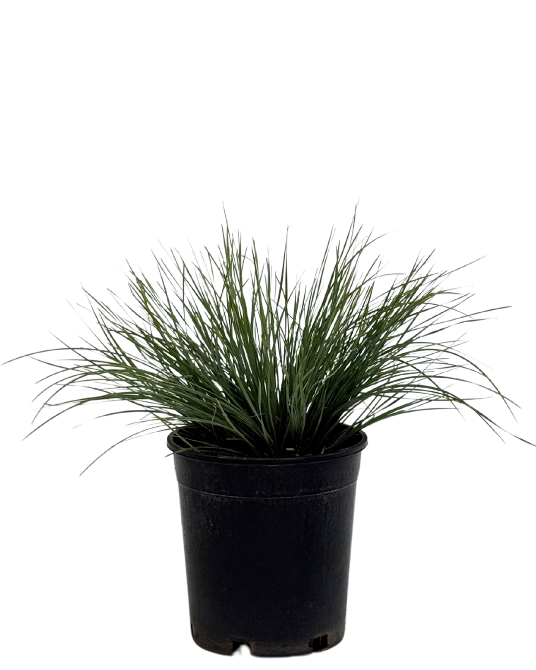 Lomandra Frosty Tops