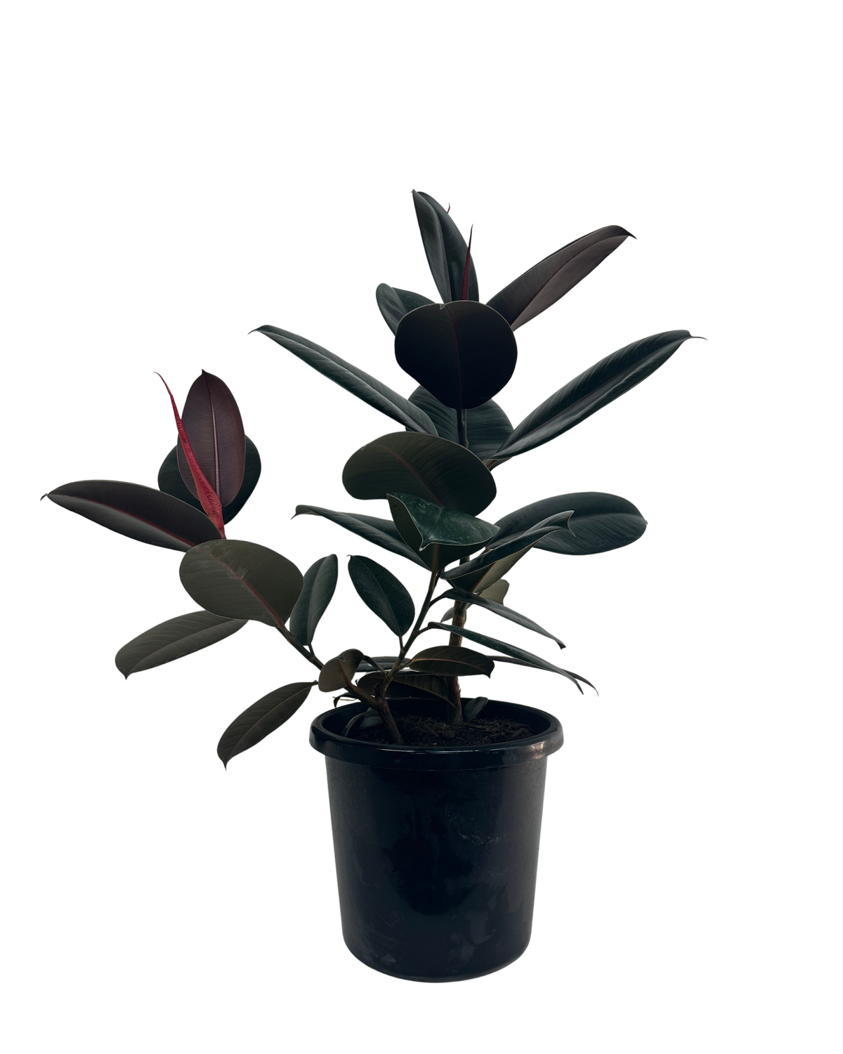 Ficus Elastica Burgundy