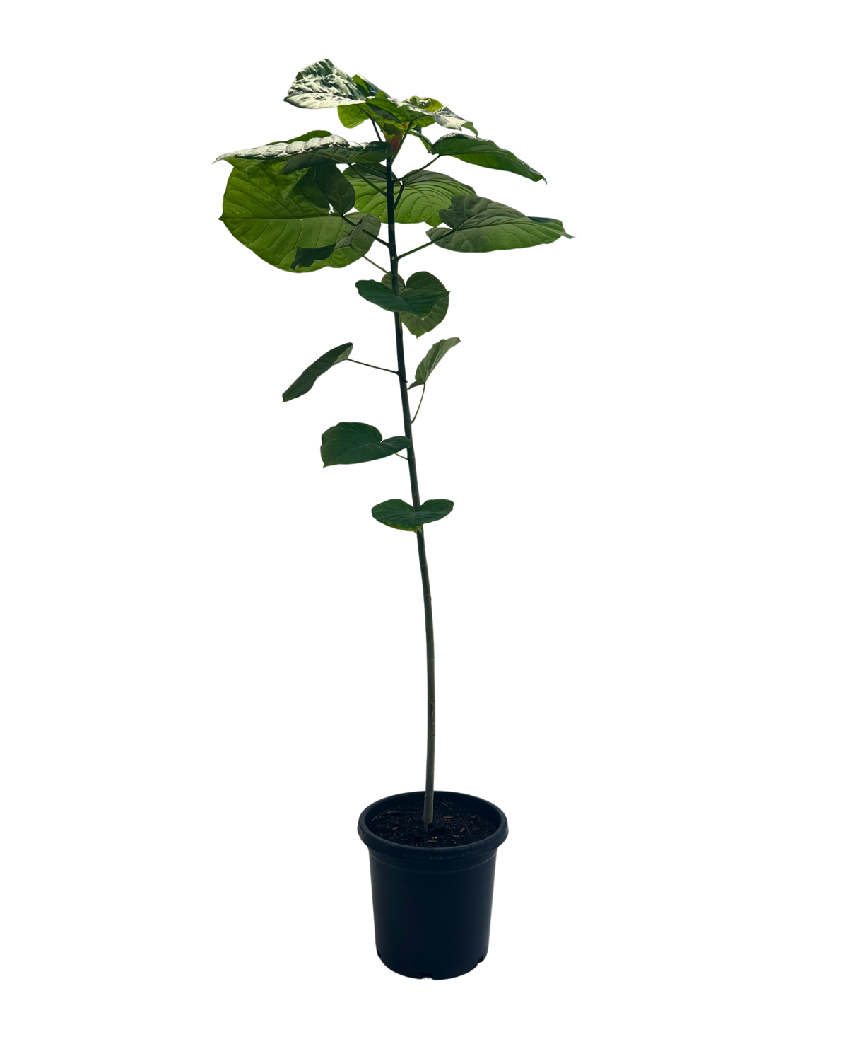 Ficus Umbellata