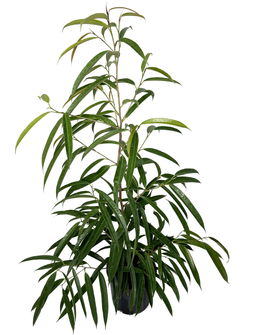 Ficus Alii Petite