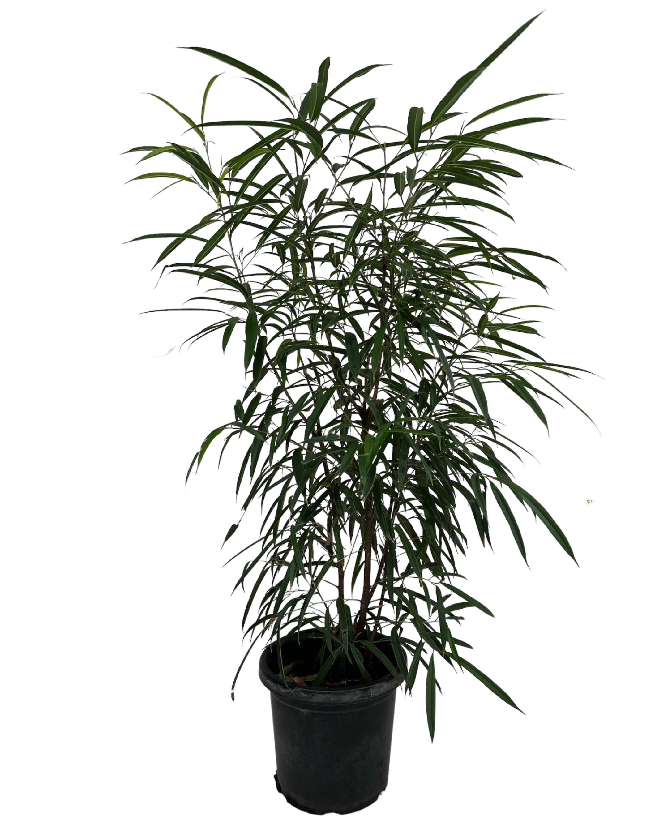 Ficus Alii Petite