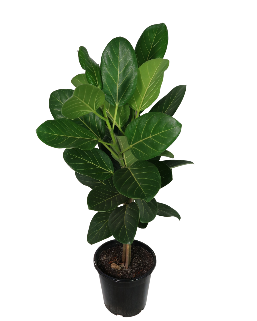 Ficus Audrey