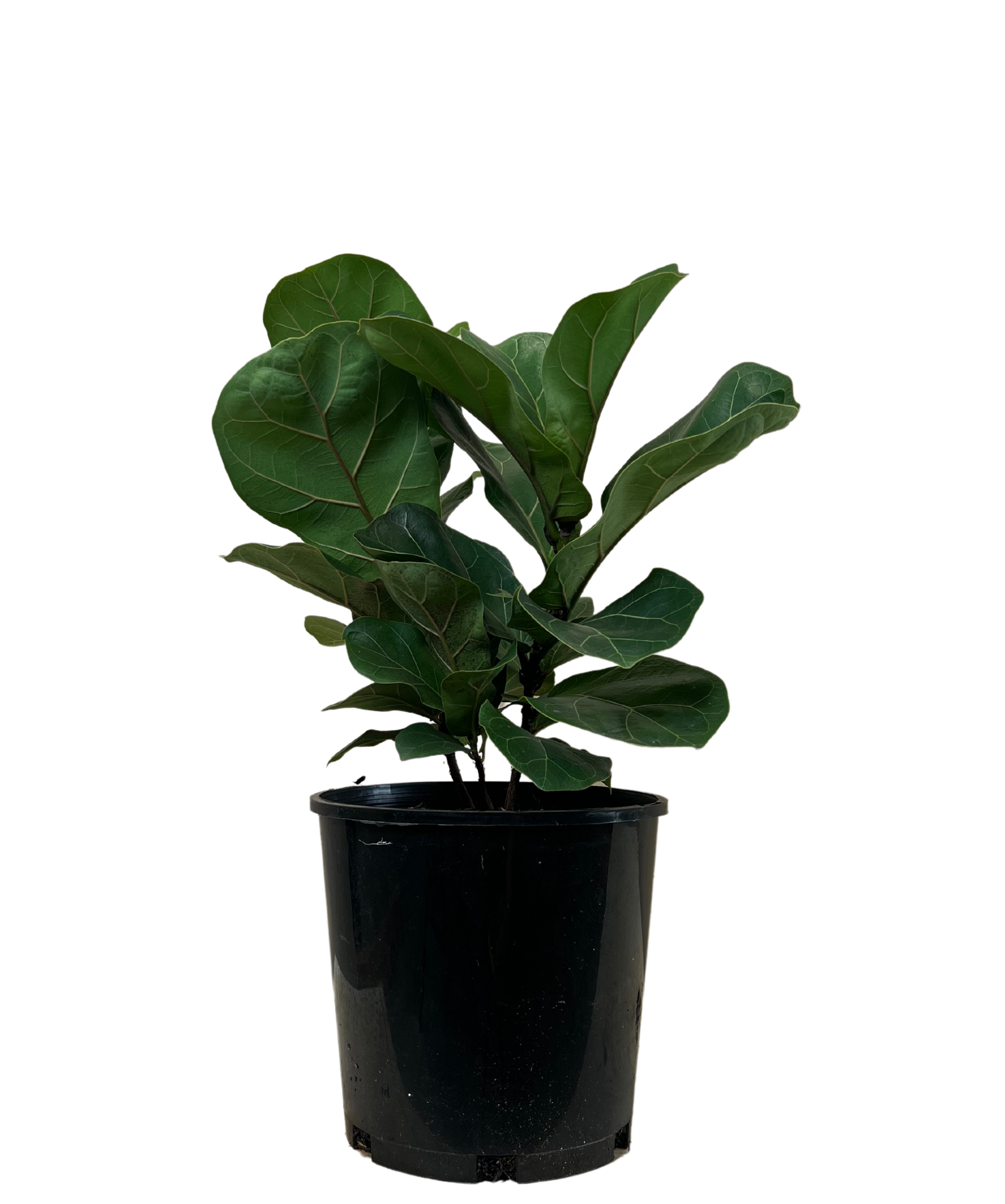 Ficus Lyrata Bambino