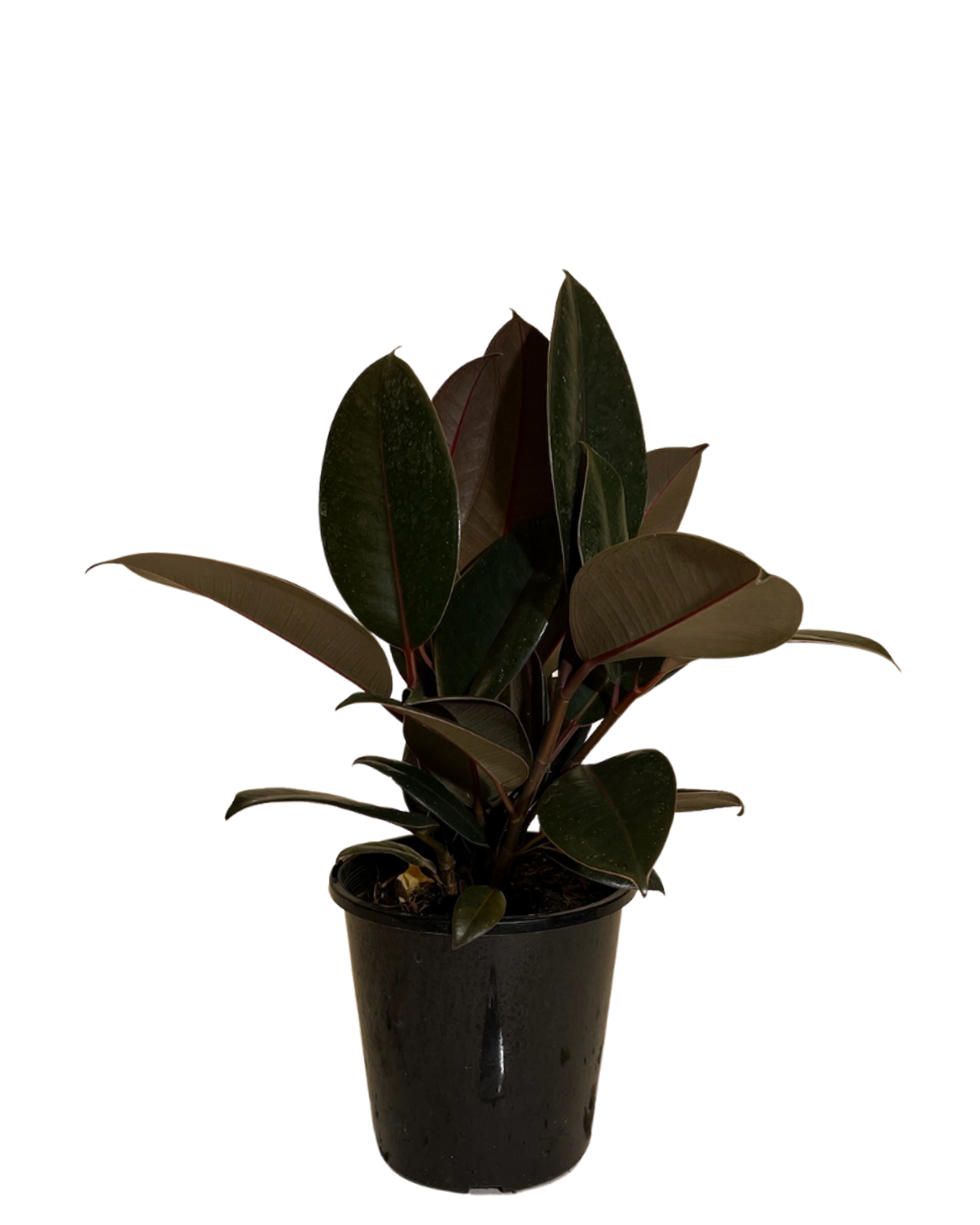 Ficus Elastica Burgundy